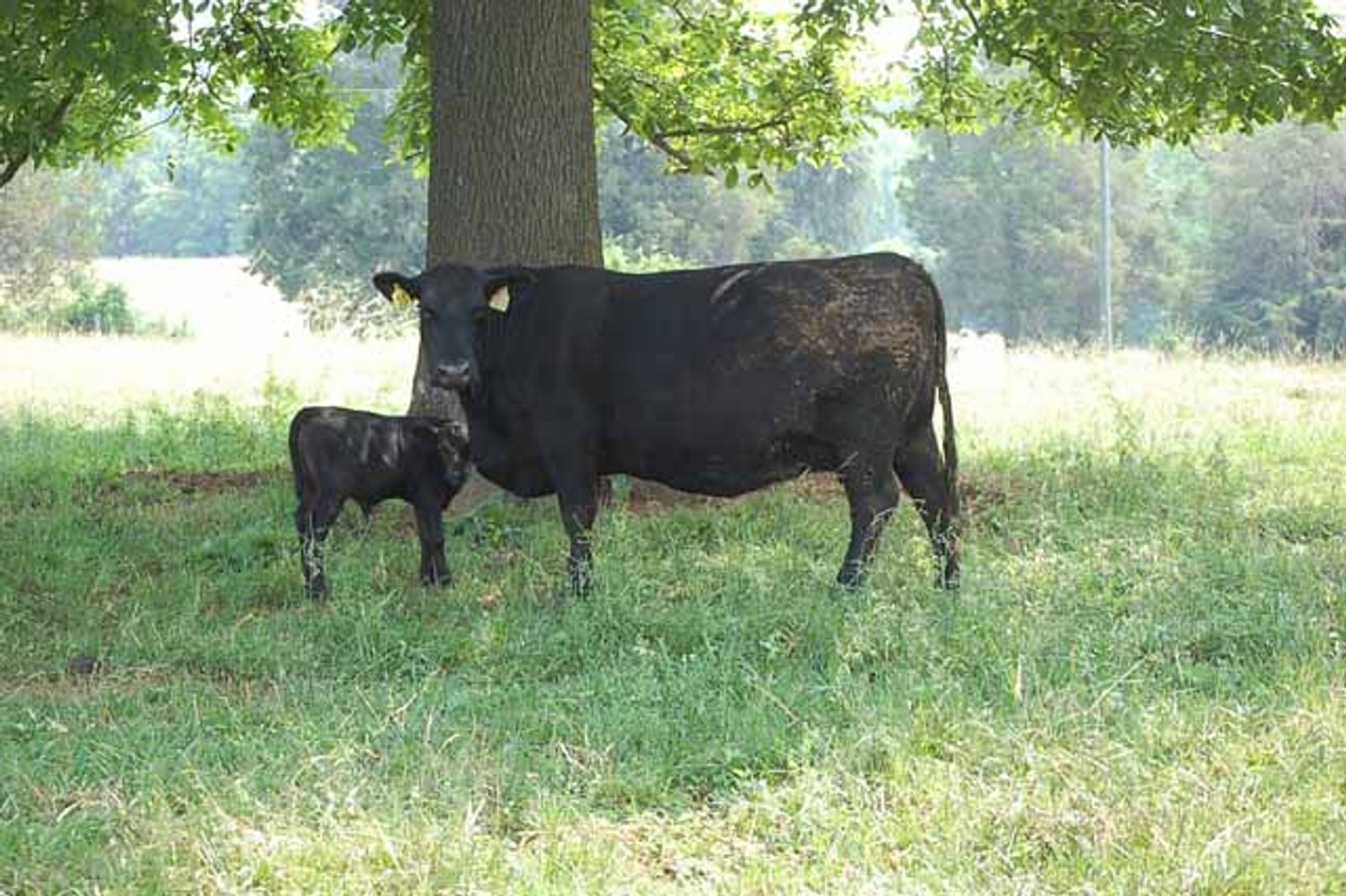 Image for Complete Cattle Dispersal - Sam Daneil - Fox Run Farm