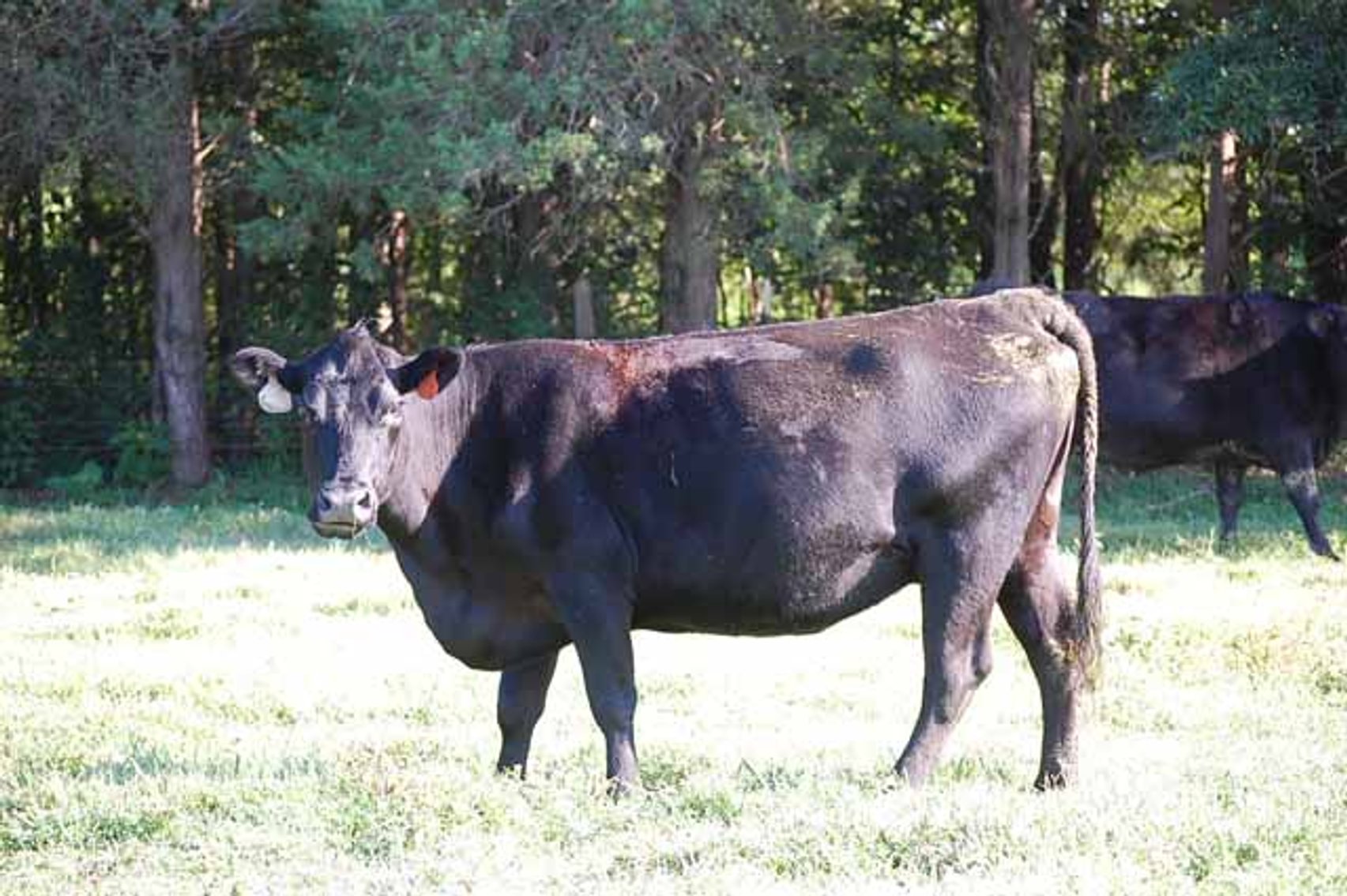 Image for Complete Cattle Dispersal - Sam Daneil - Fox Run Farm