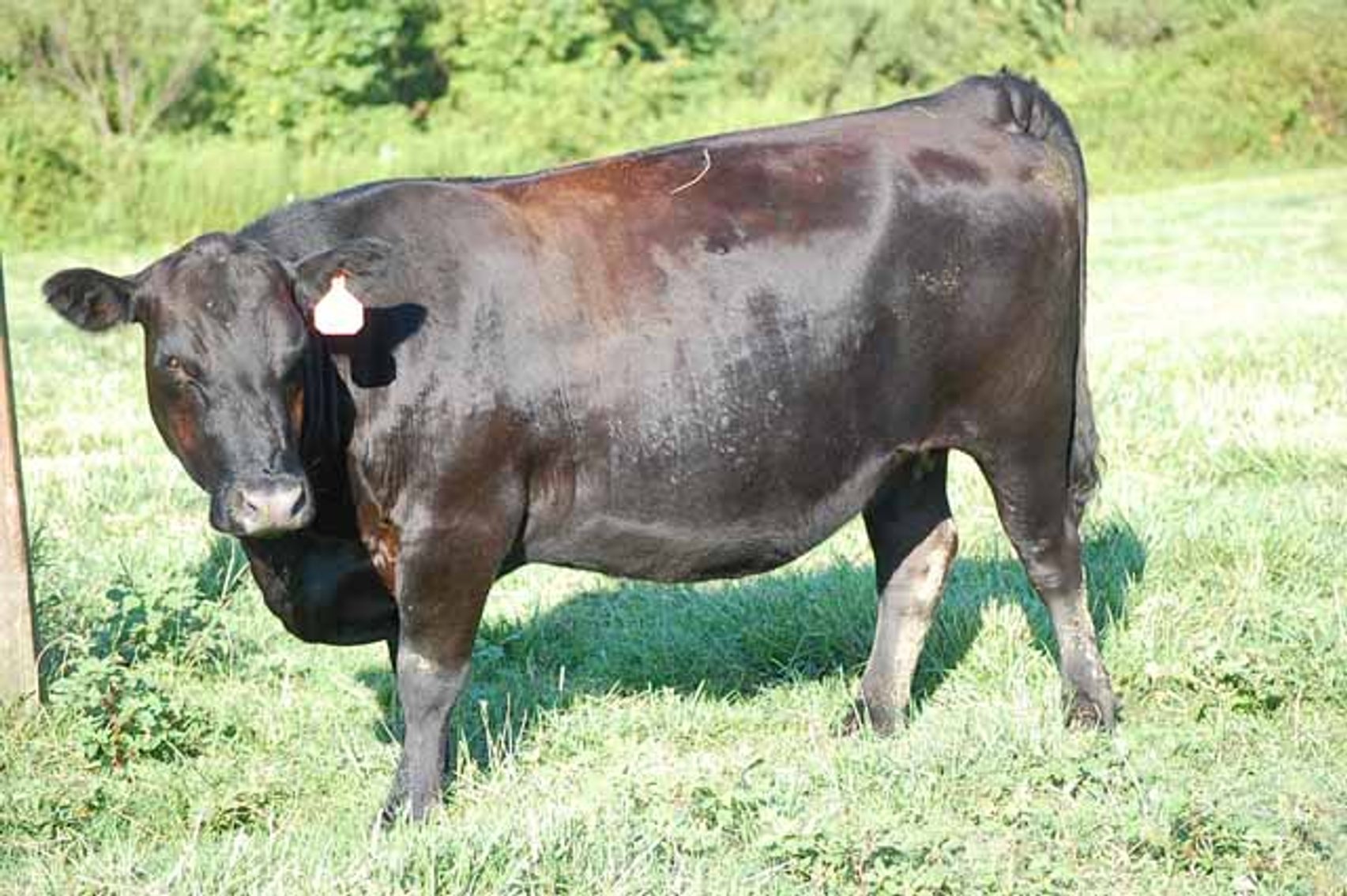 Image for Complete Cattle Dispersal - Sam Daneil - Fox Run Farm