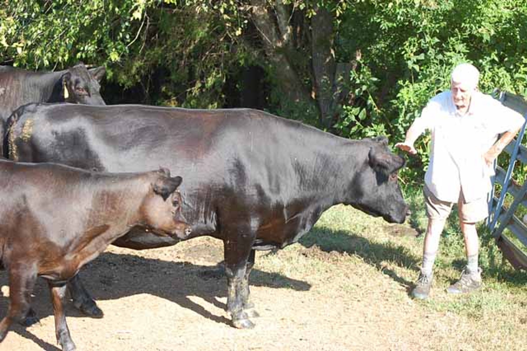 Image for Complete Cattle Dispersal - Sam Daneil - Fox Run Farm
