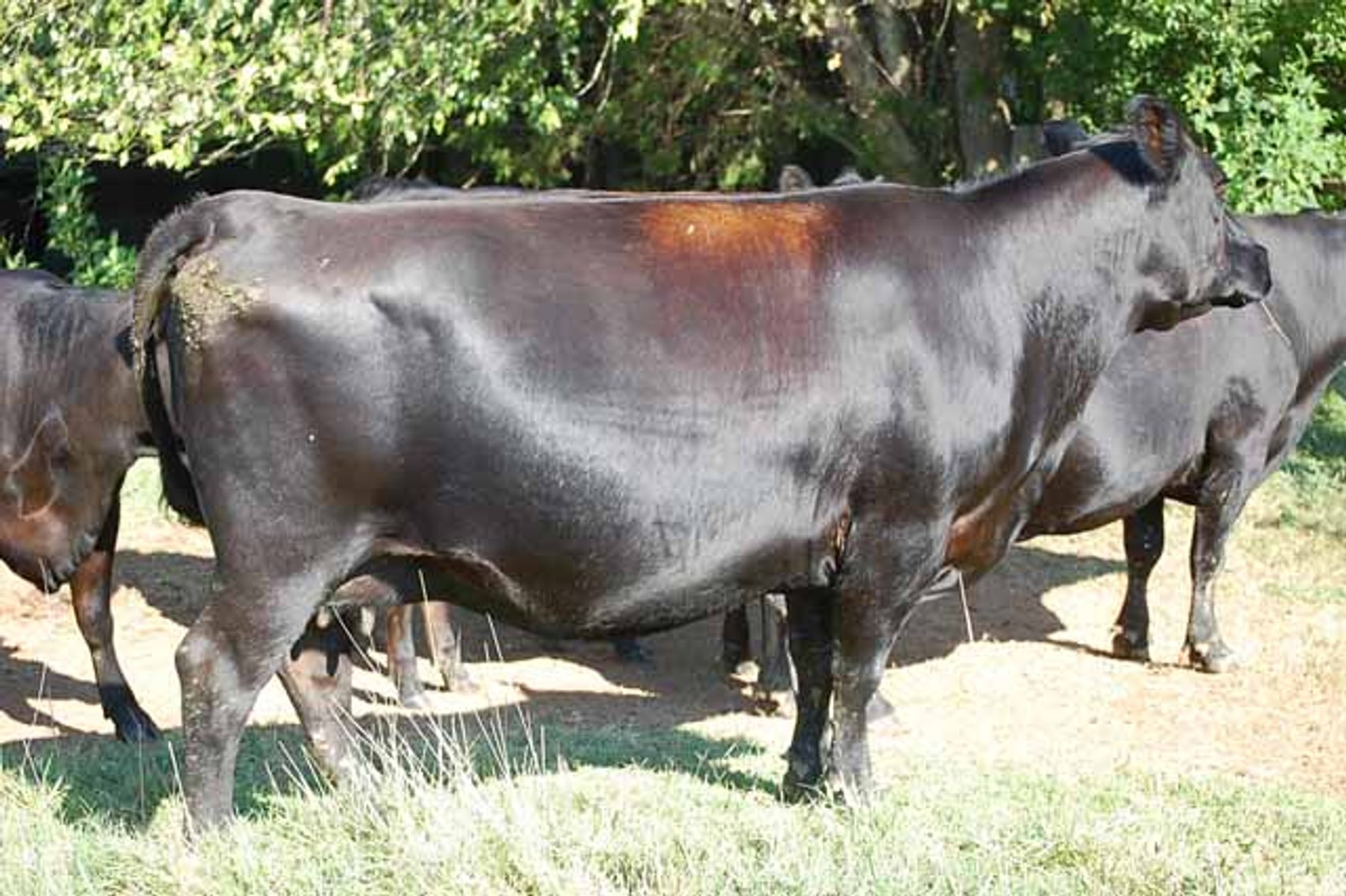 Image for Complete Cattle Dispersal - Sam Daneil - Fox Run Farm