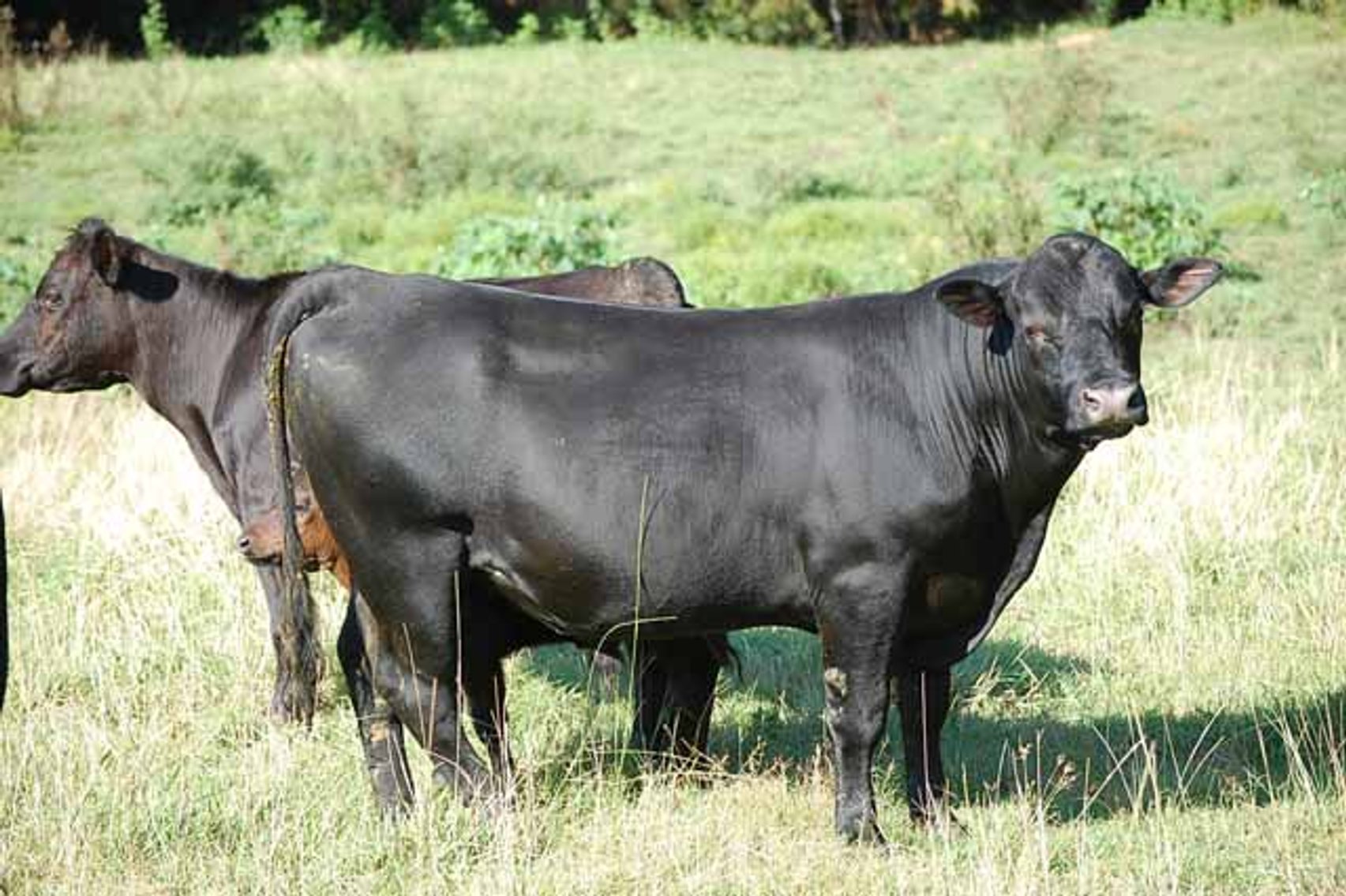 Image for Complete Cattle Dispersal - Sam Daneil - Fox Run Farm