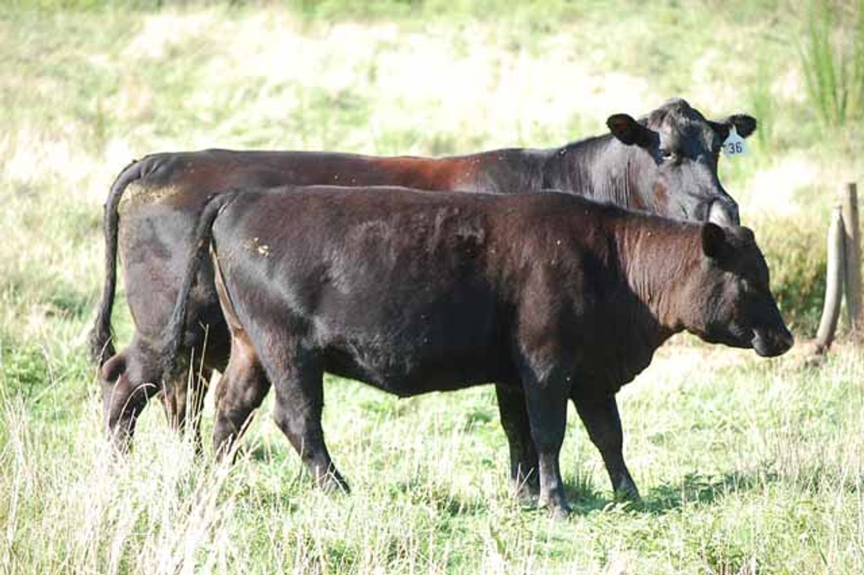 Image for Complete Cattle Dispersal - Sam Daneil - Fox Run Farm