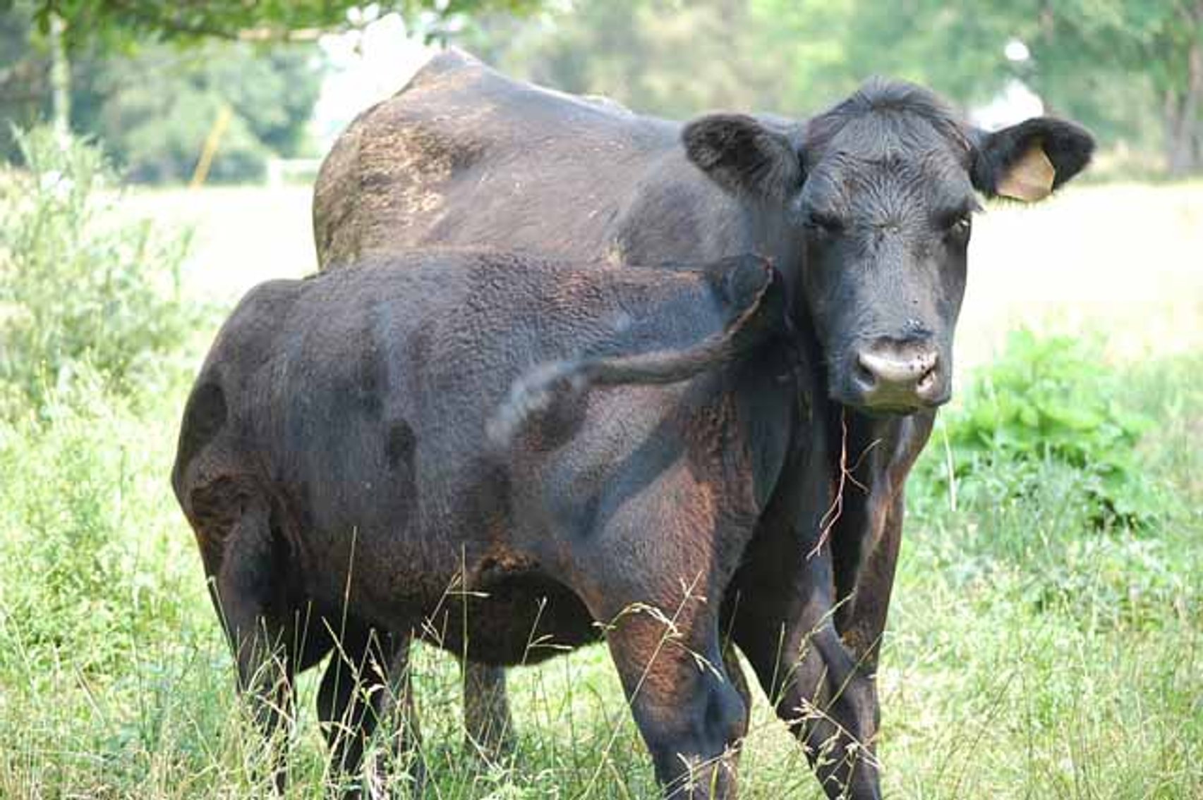Image for Complete Cattle Dispersal - Sam Daneil - Fox Run Farm