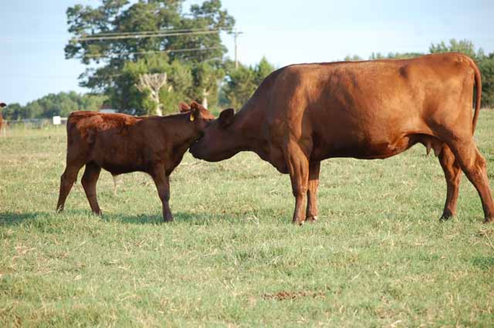 Image for Complete Cattle Dispersal - Sam Daneil - Fox Run Farm