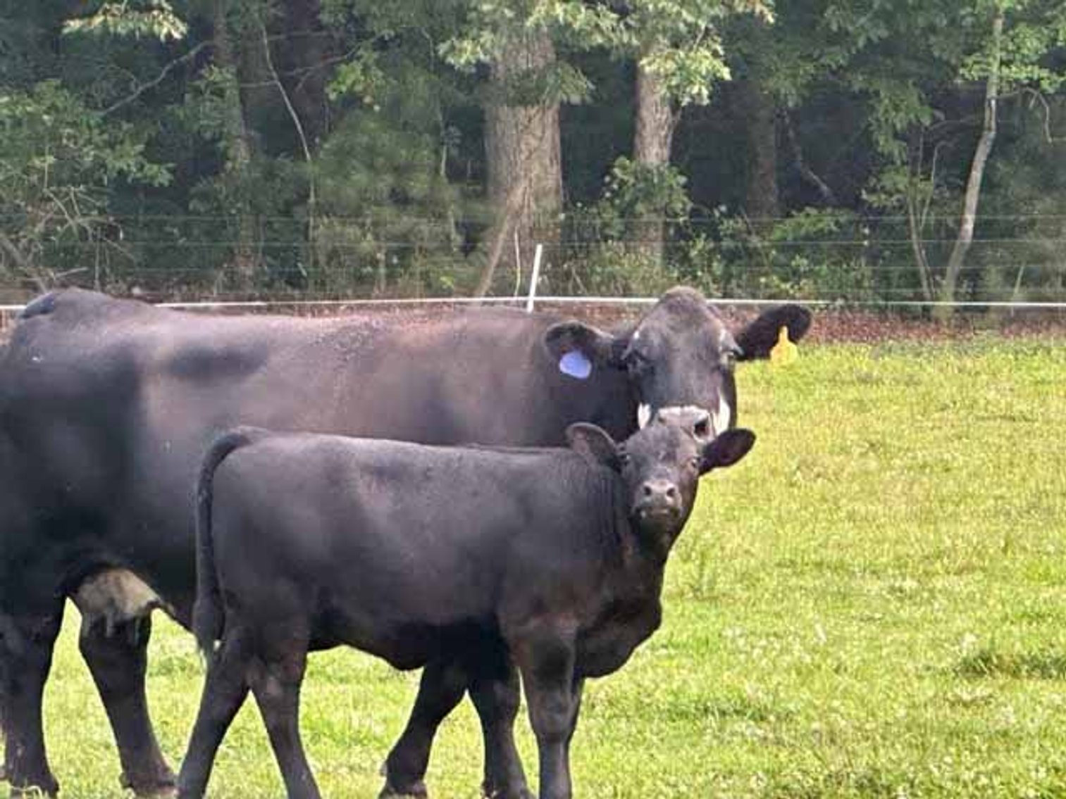 Image for Complete Cattle Dispersal - Sam Daneil - Fox Run Farm