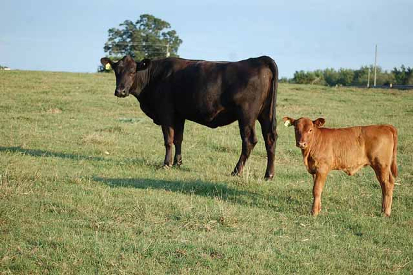 Image for Complete Cattle Dispersal - Sam Daneil - Fox Run Farm