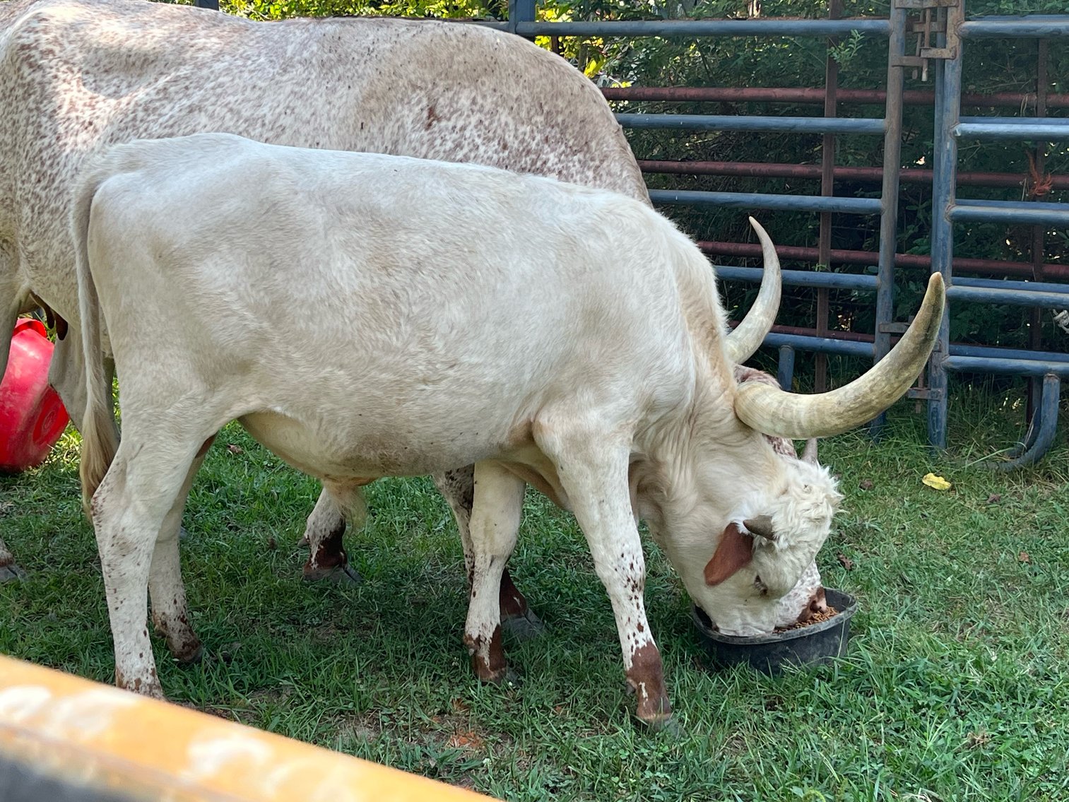 Image for Complete Cattle Dispersal - Sam Daneil - Fox Run Farm