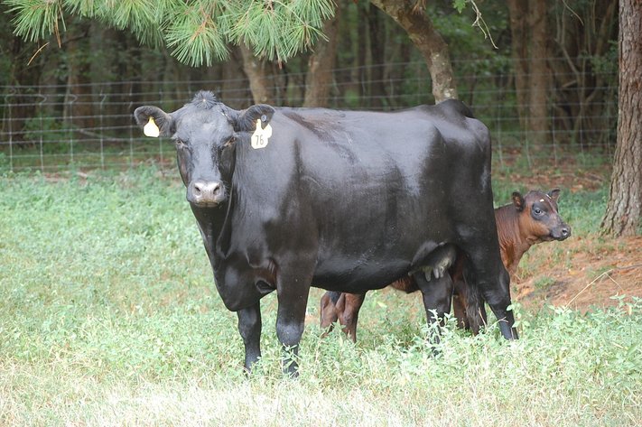 CATTLE AUCTION - OCT. 28 -2023