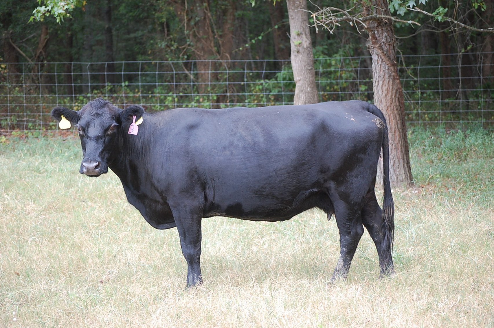 Image for CATTLE AUCTION - OCT. 28 -2023