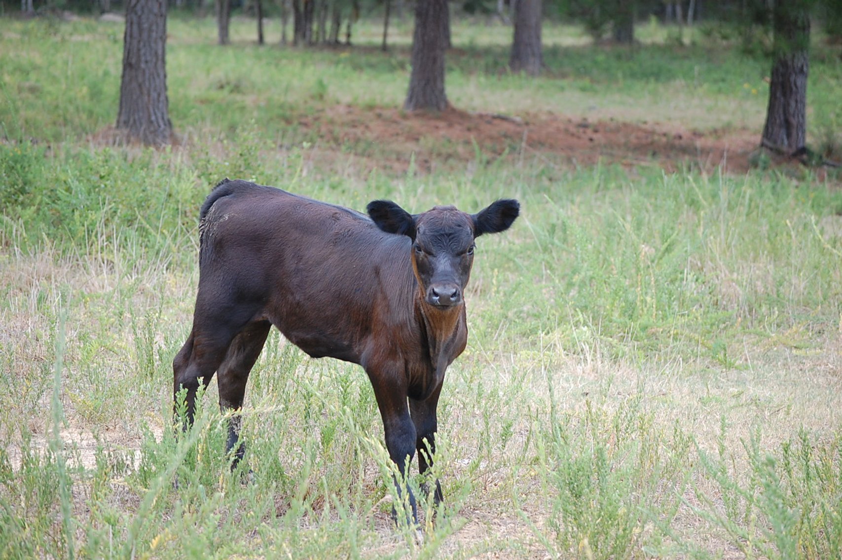 Image for CATTLE AUCTION - OCT. 28 -2023