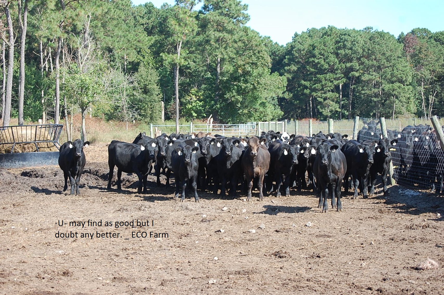 Image for CATTLE AUCTION - OCT. 28 -2023