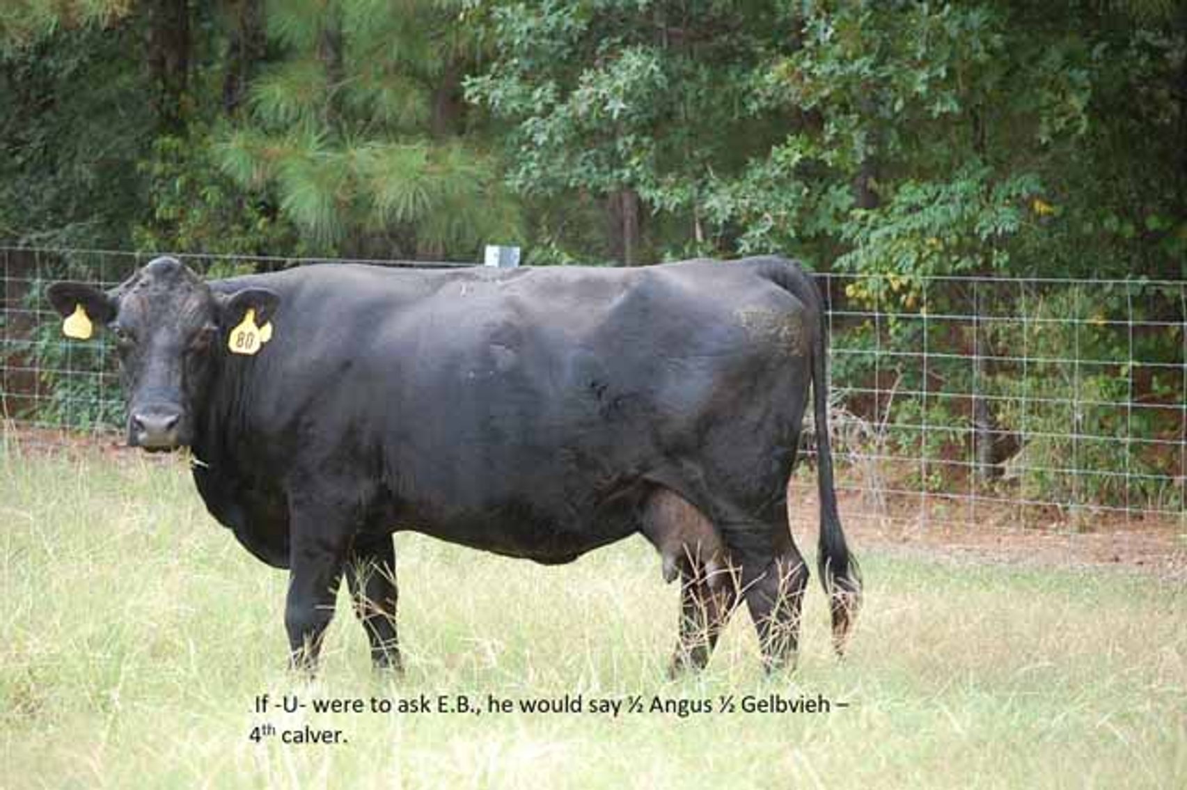 Image for CATTLE AUCTION - OCT. 28 -2023