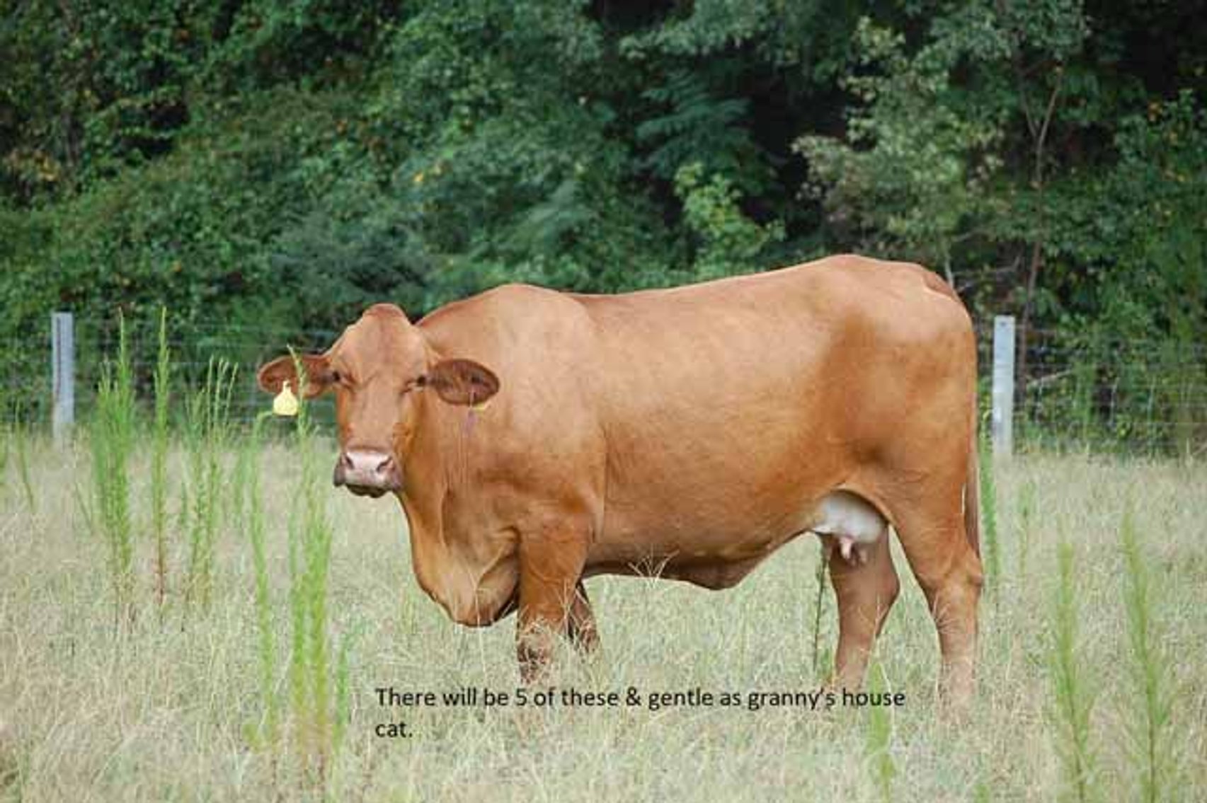 Image for CATTLE AUCTION - OCT. 28 -2023