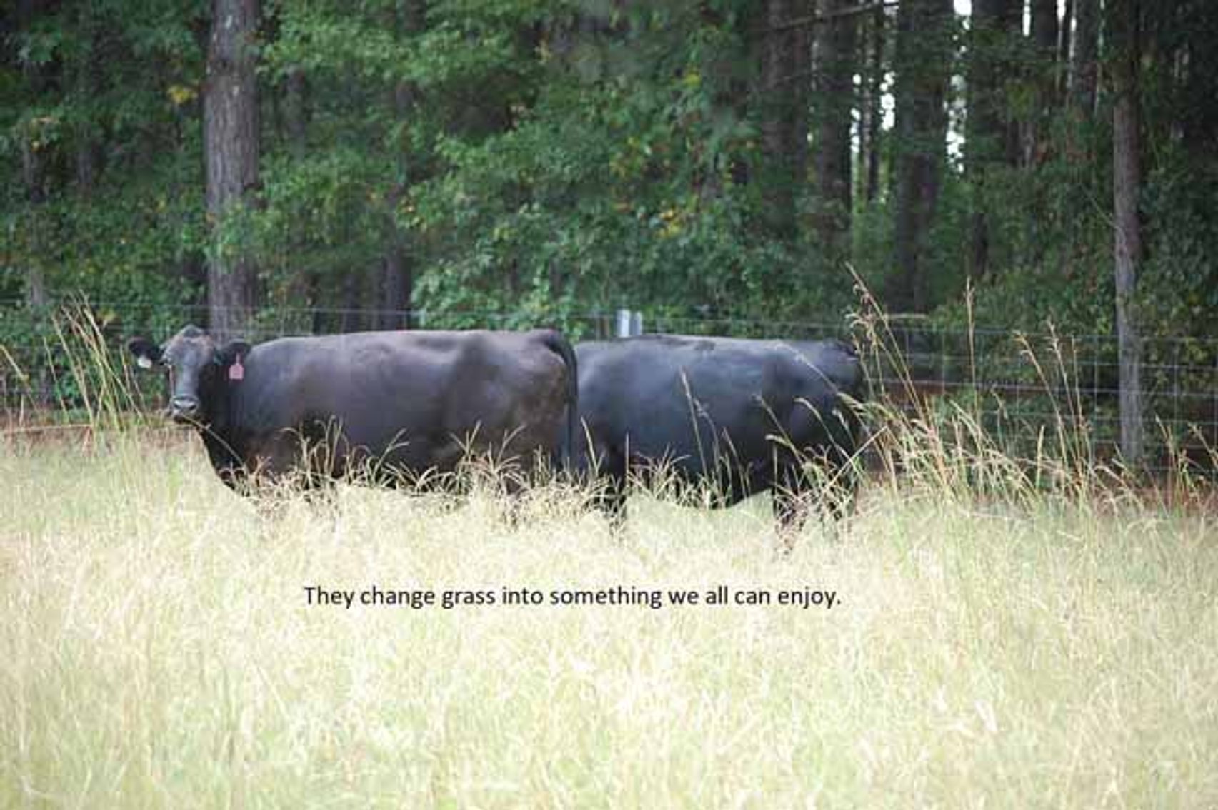 Image for CATTLE AUCTION - OCT. 28 -2023