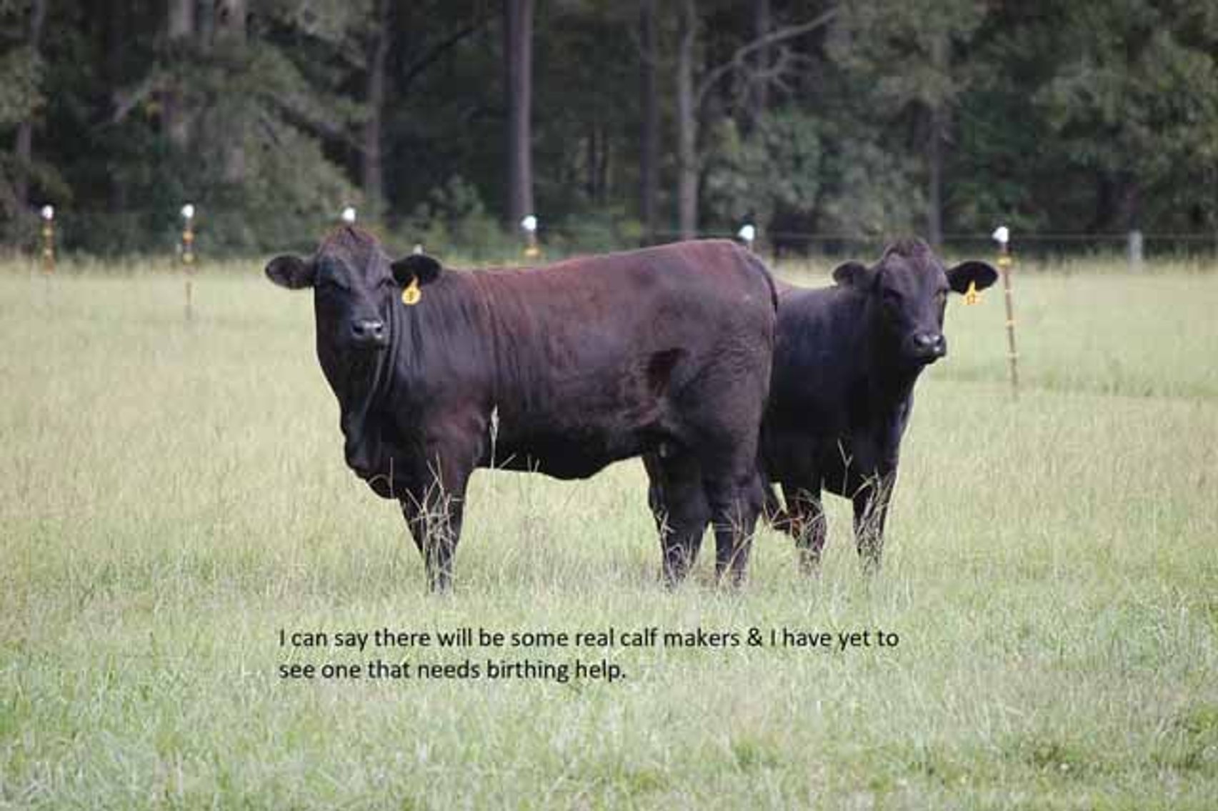 Image for CATTLE AUCTION - OCT. 28 -2023