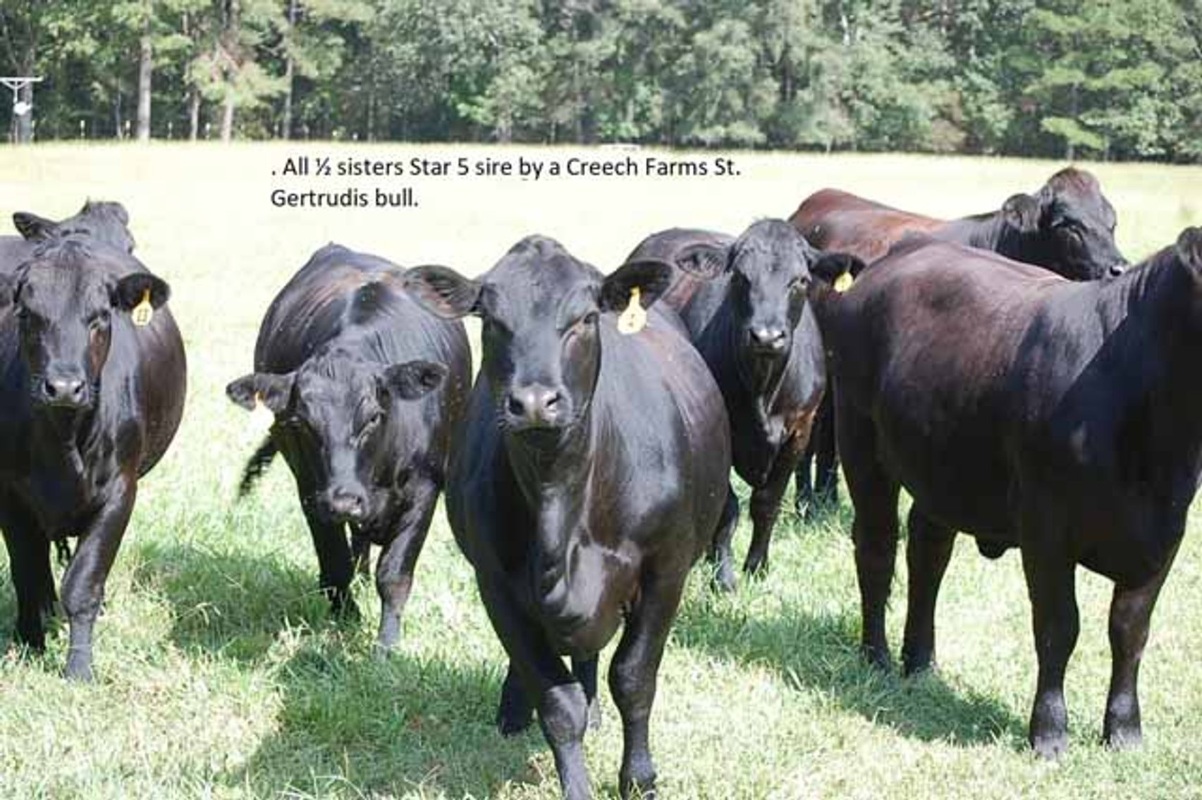 Image for CATTLE AUCTION - OCT. 28 -2023