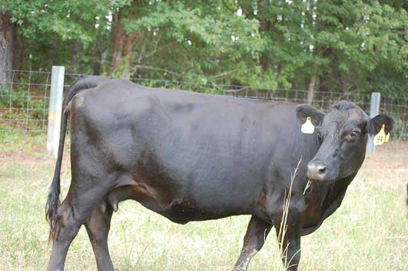 Image for CATTLE AUCTION - OCT. 28 -2023