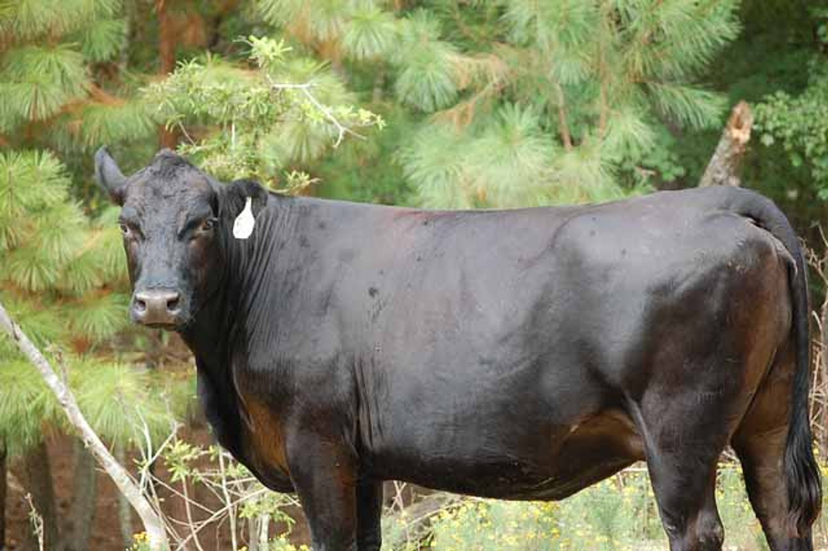 Image for CATTLE AUCTION - OCT. 28 -2023