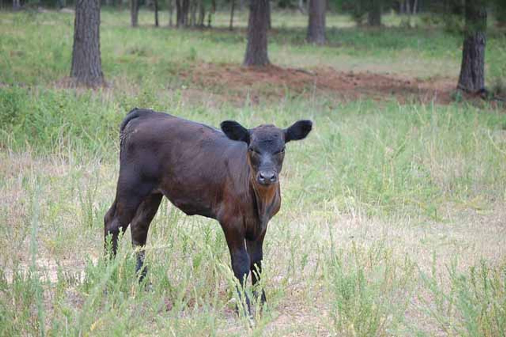 Image for CATTLE AUCTION - OCT. 28 -2023