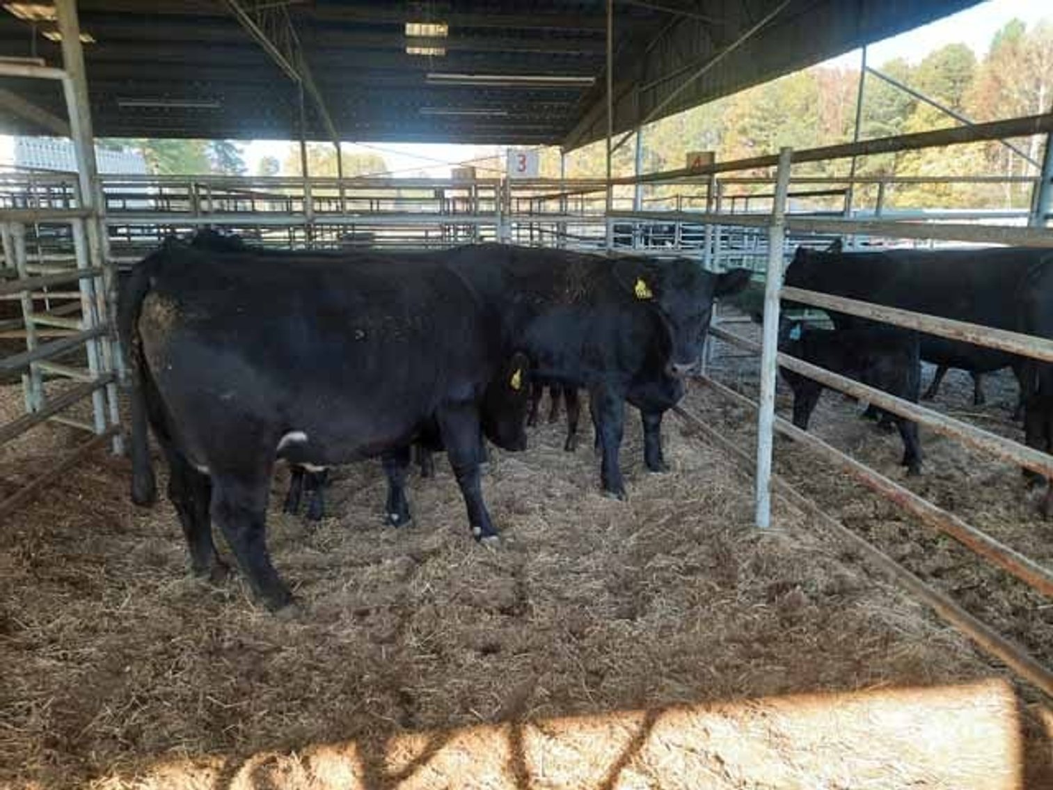Image for 22nd Annual E. B. & Shane Harris Influence Commercial Female & Bull Sale