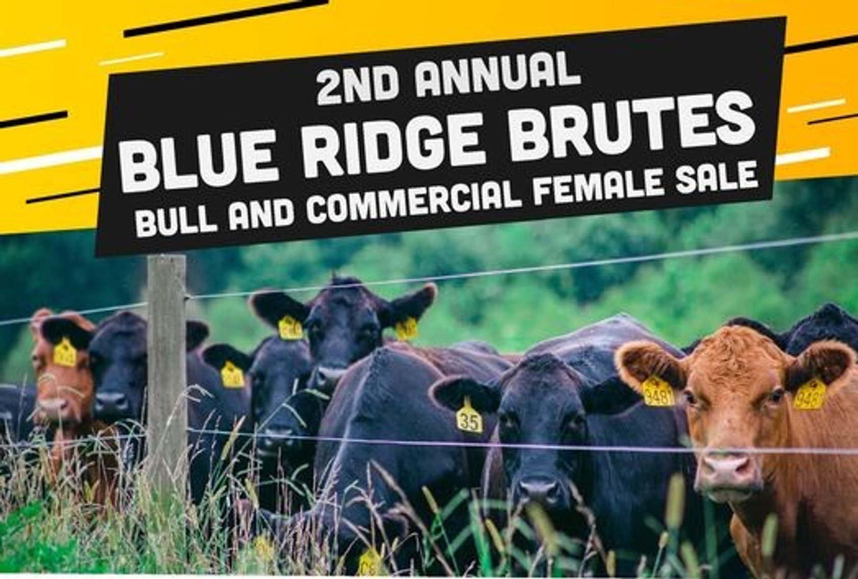 Image for Blue Ridge Brutes