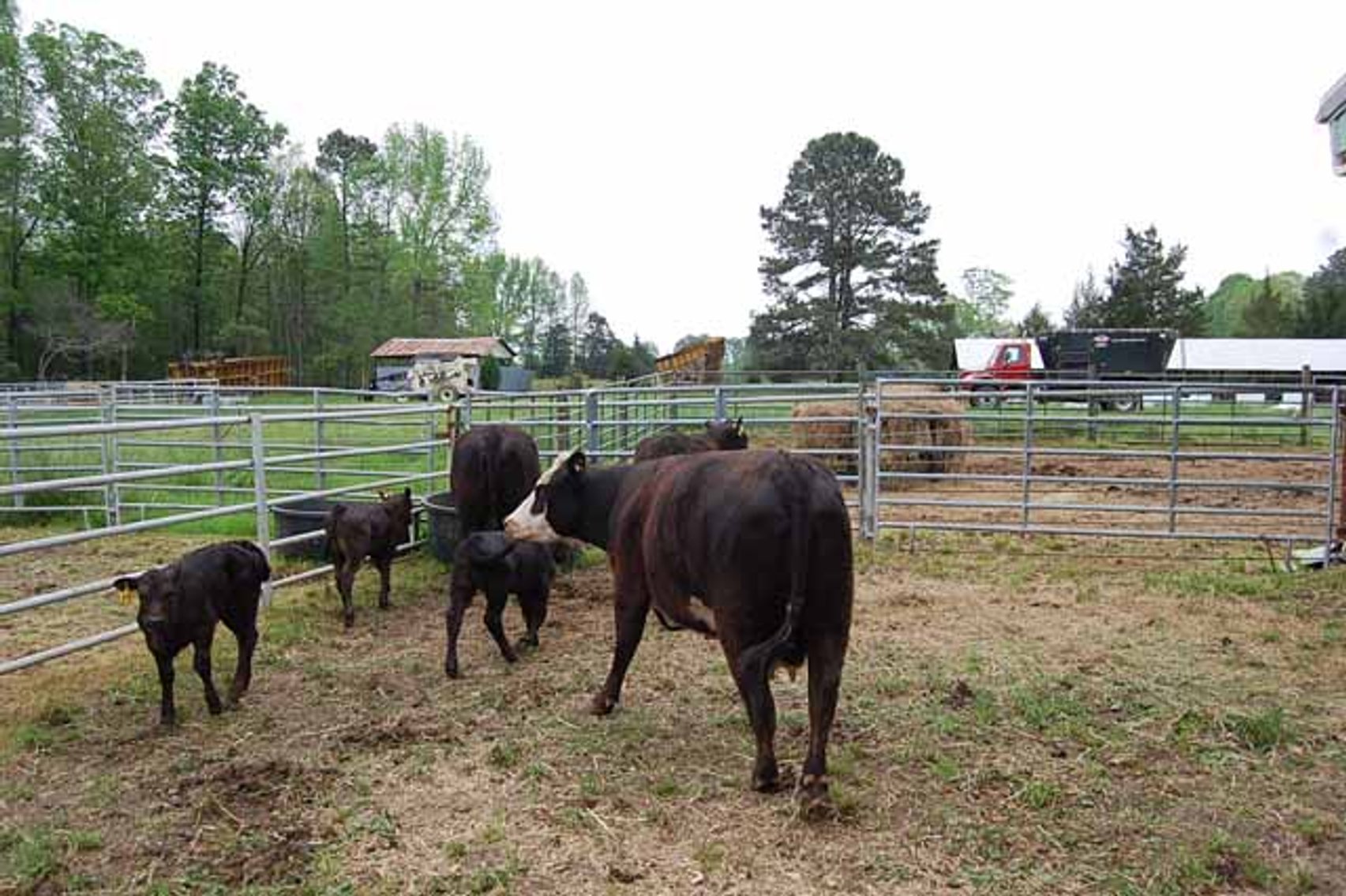 Image for CATTLE AUCTION - APRIL 20th