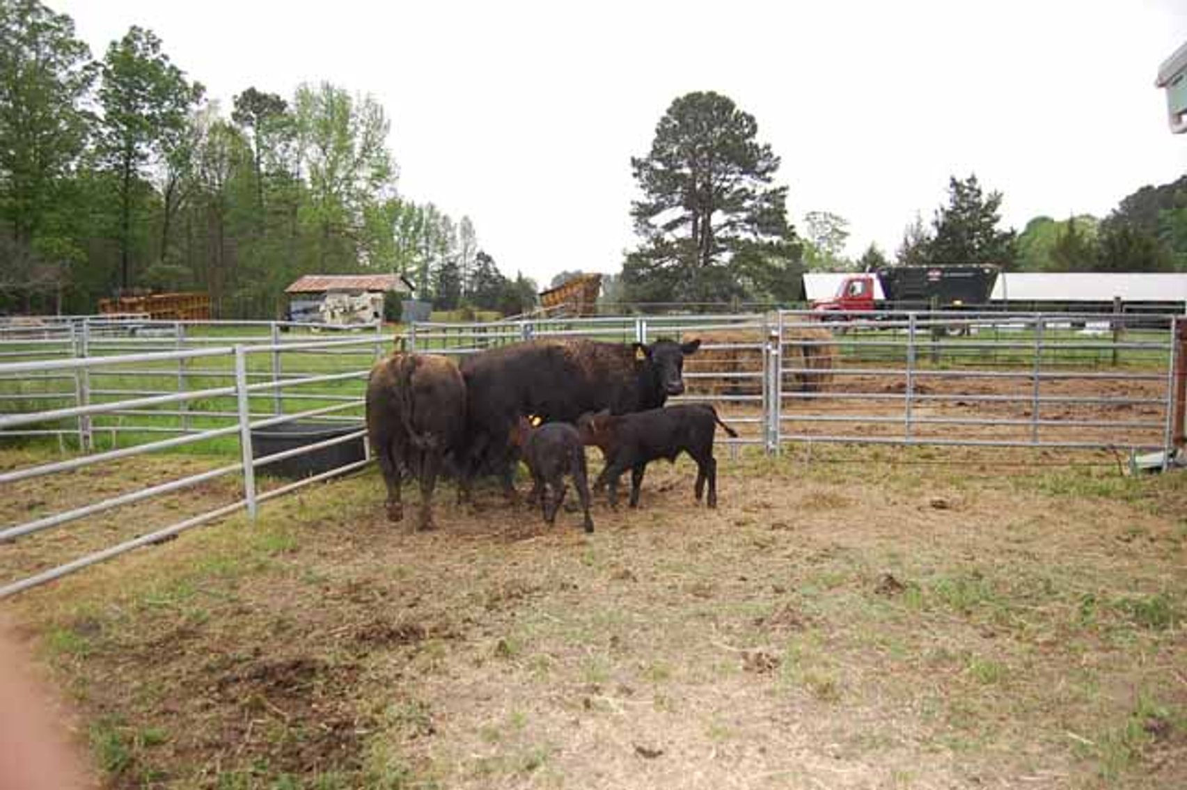 Image for CATTLE AUCTION - APRIL 20th