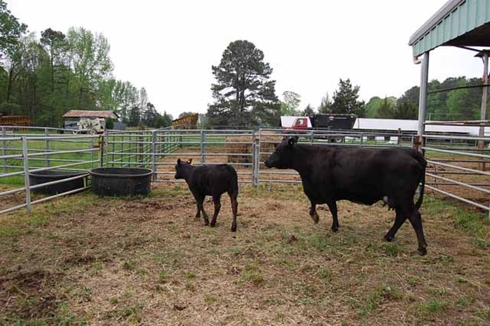 Image for CATTLE AUCTION - APRIL 20th