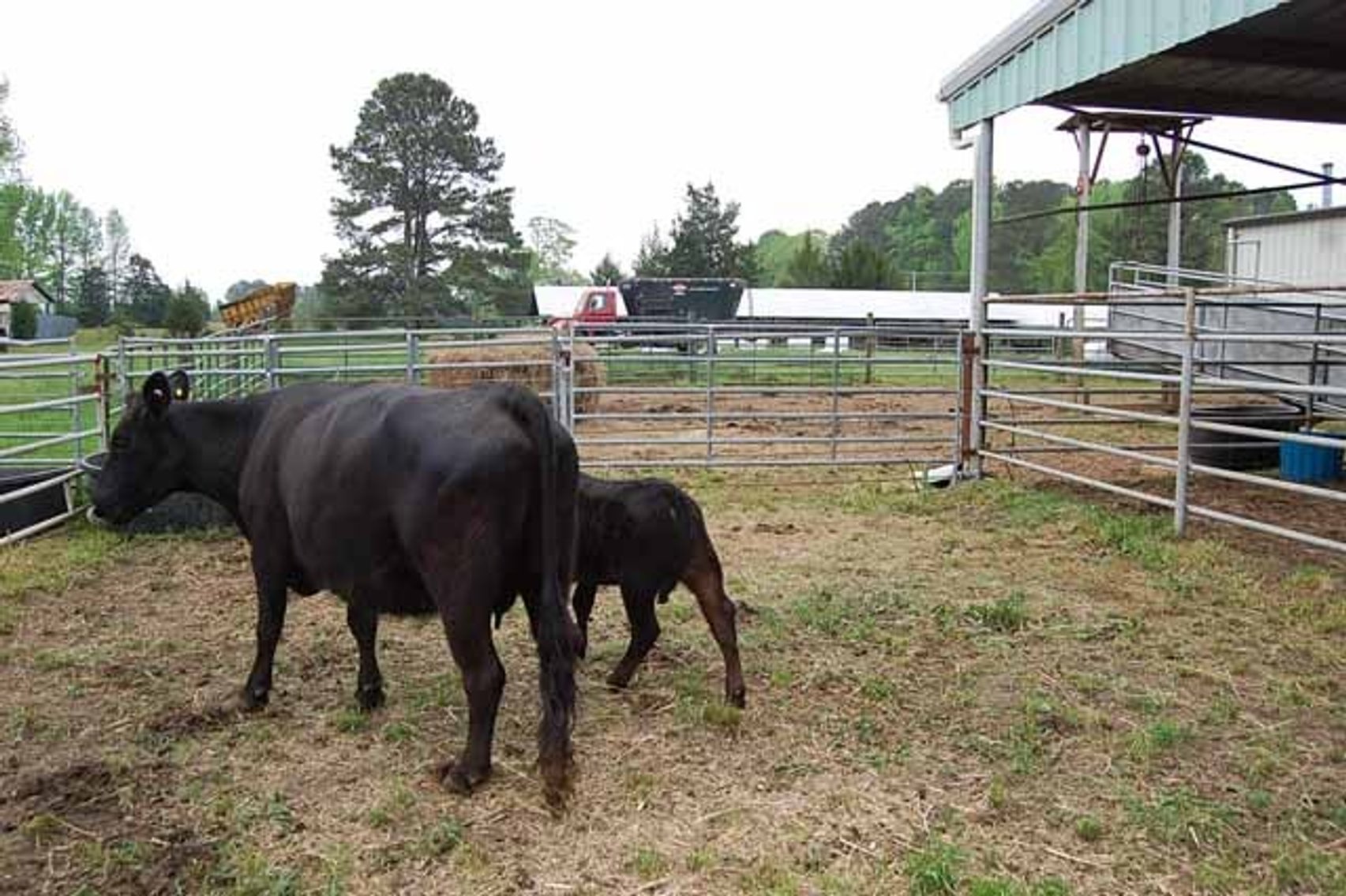 Image for CATTLE AUCTION - APRIL 20th