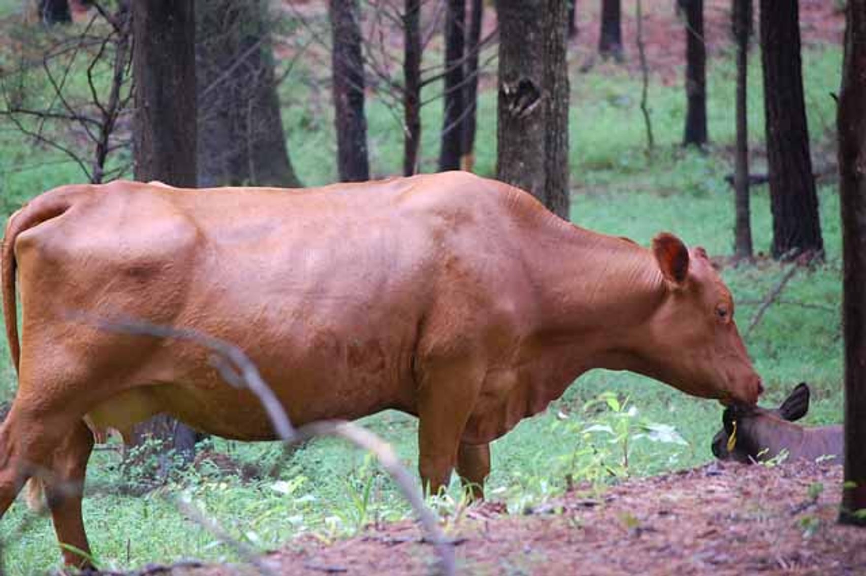 Image for Complete Commercial Cattle Herd Dispersal