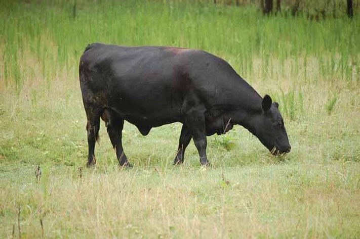 Complete Commercial Cattle Herd Dispersal