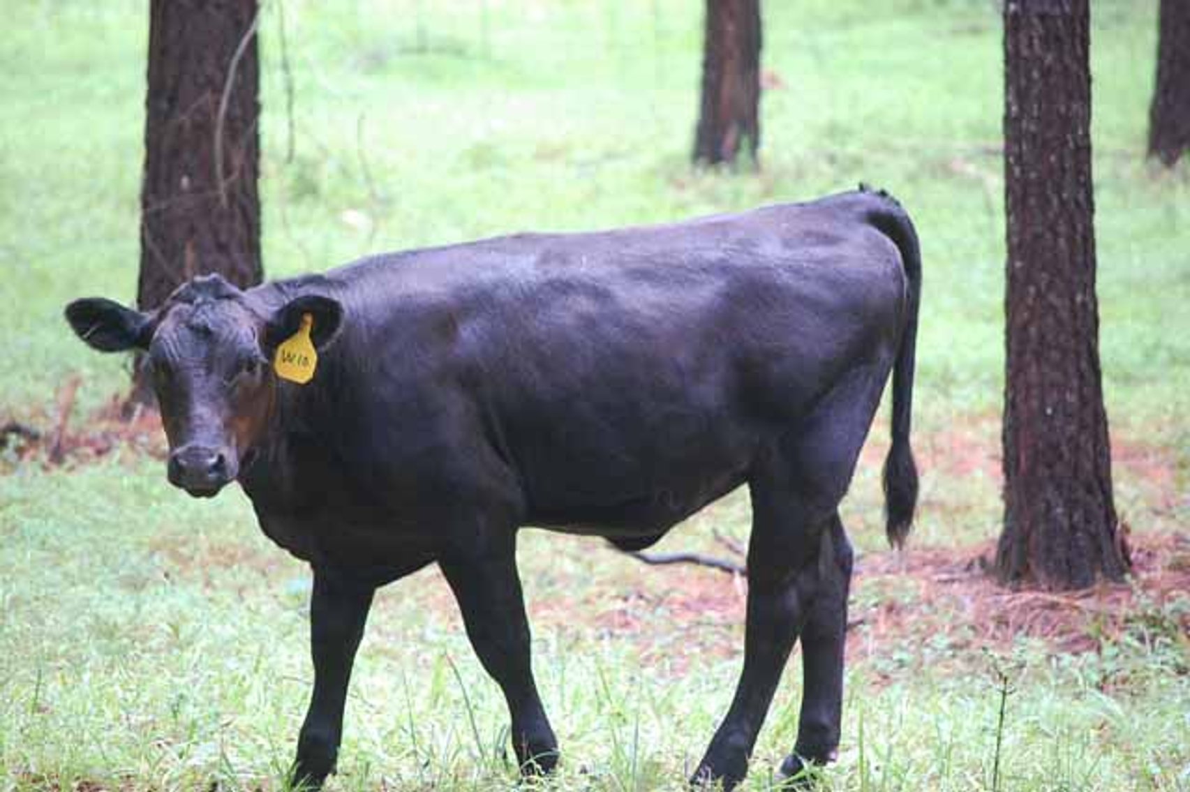 Image for Complete Commercial Cattle Herd Dispersal