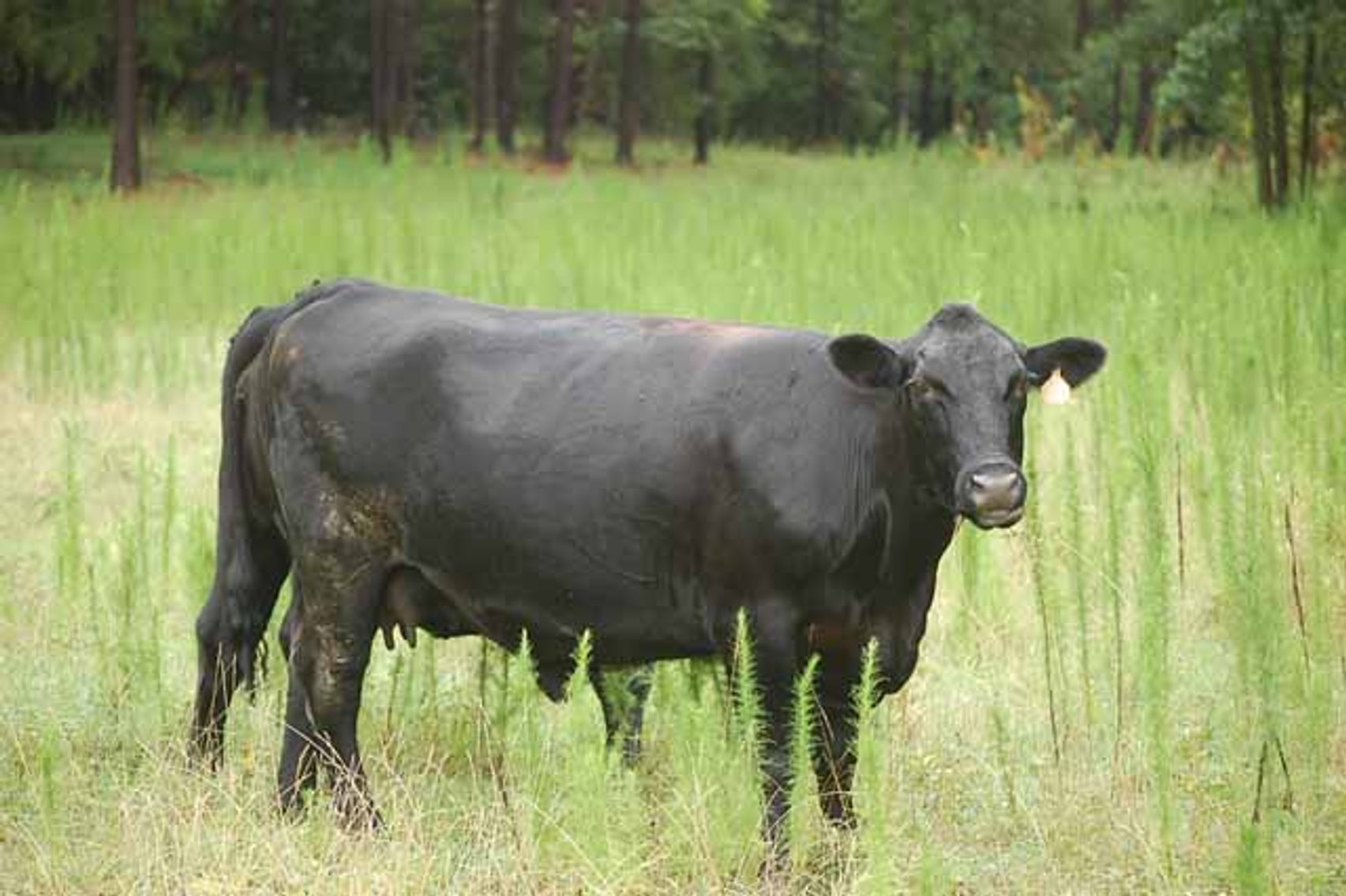 Image for Complete Commercial Cattle Herd Dispersal