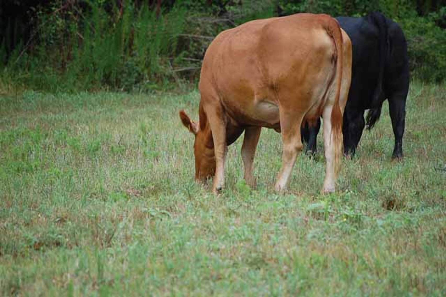 Image for Complete Commercial Cattle Herd Dispersal