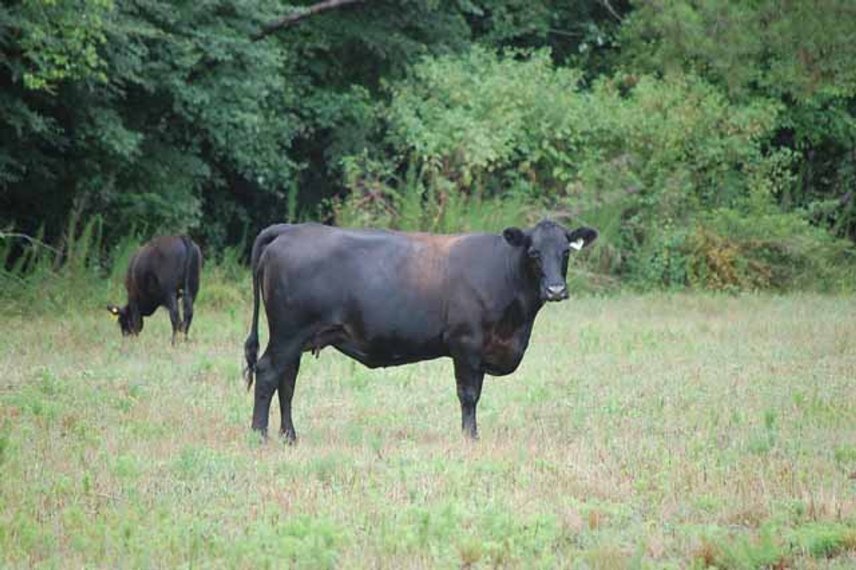 Image for Complete Commercial Cattle Herd Dispersal