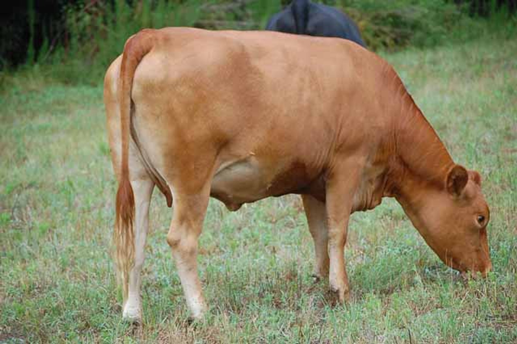 Image for Complete Commercial Cattle Herd Dispersal