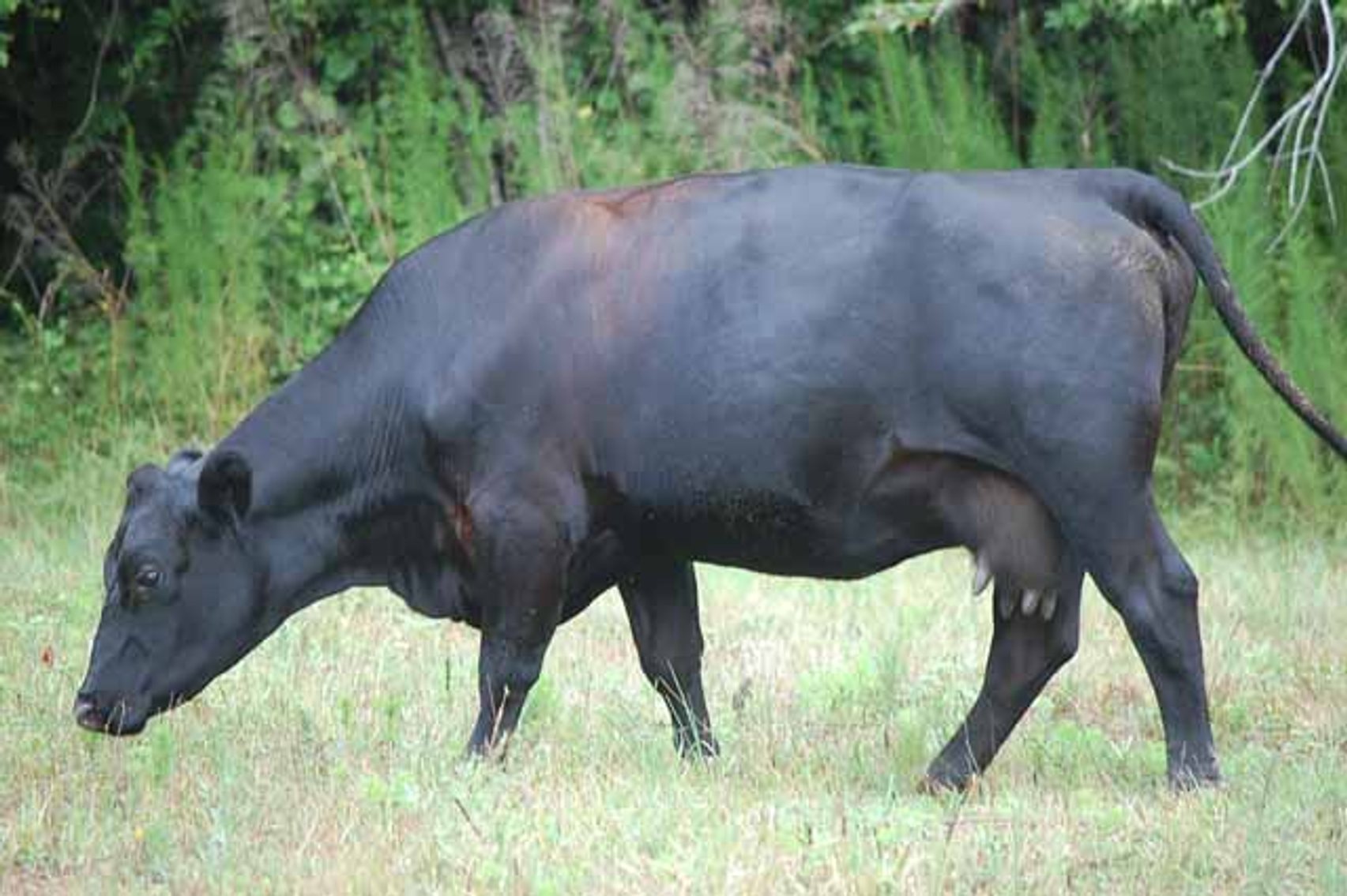 Image for Complete Commercial Cattle Herd Dispersal