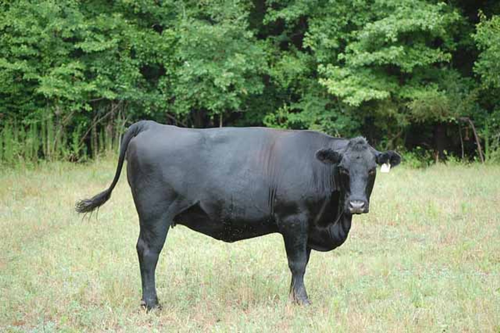 Image for Complete Commercial Cattle Herd Dispersal