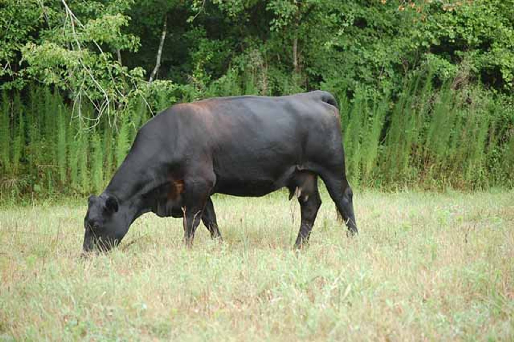 Image for Complete Commercial Cattle Herd Dispersal