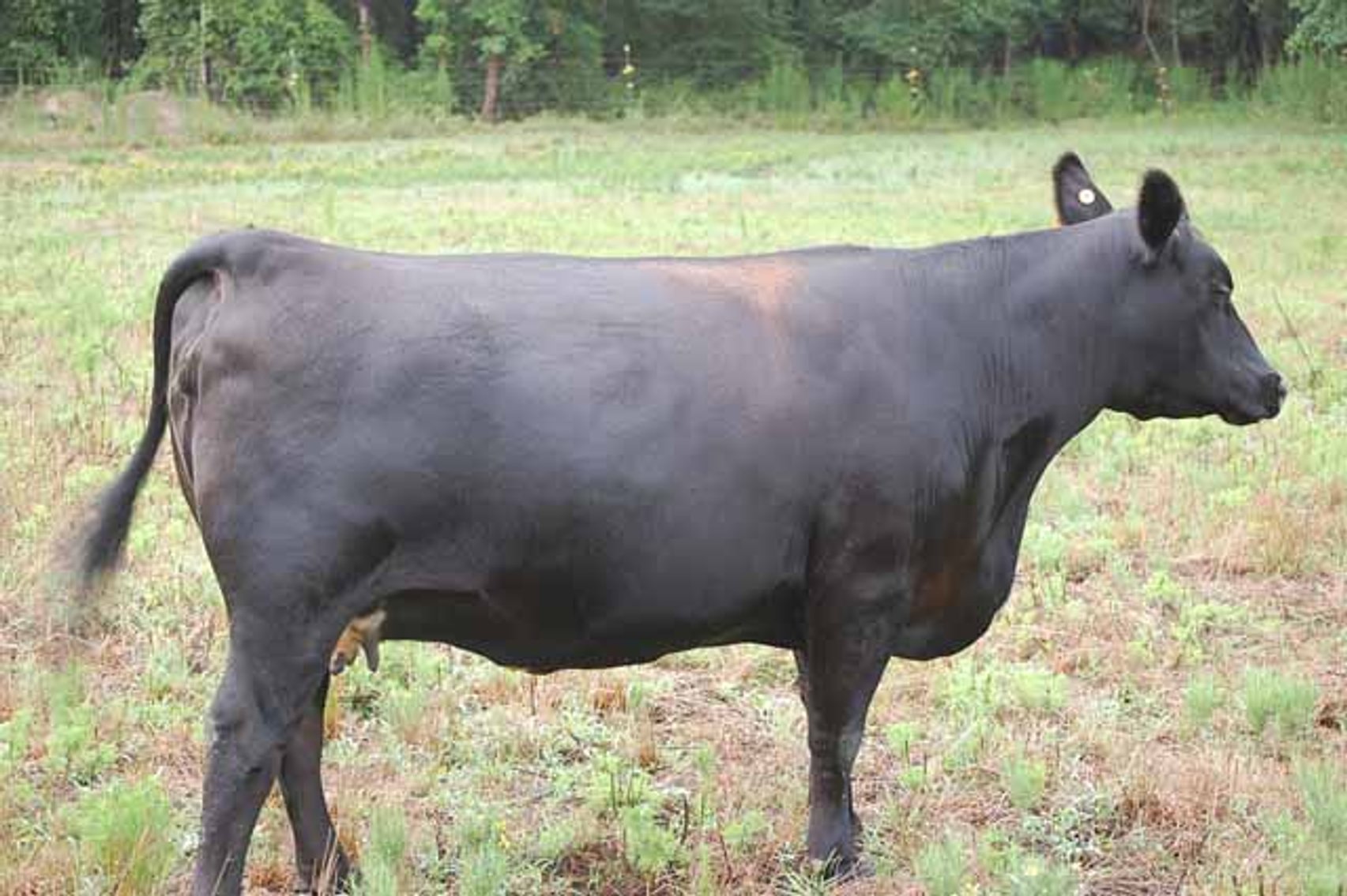 Image for Complete Commercial Cattle Herd Dispersal