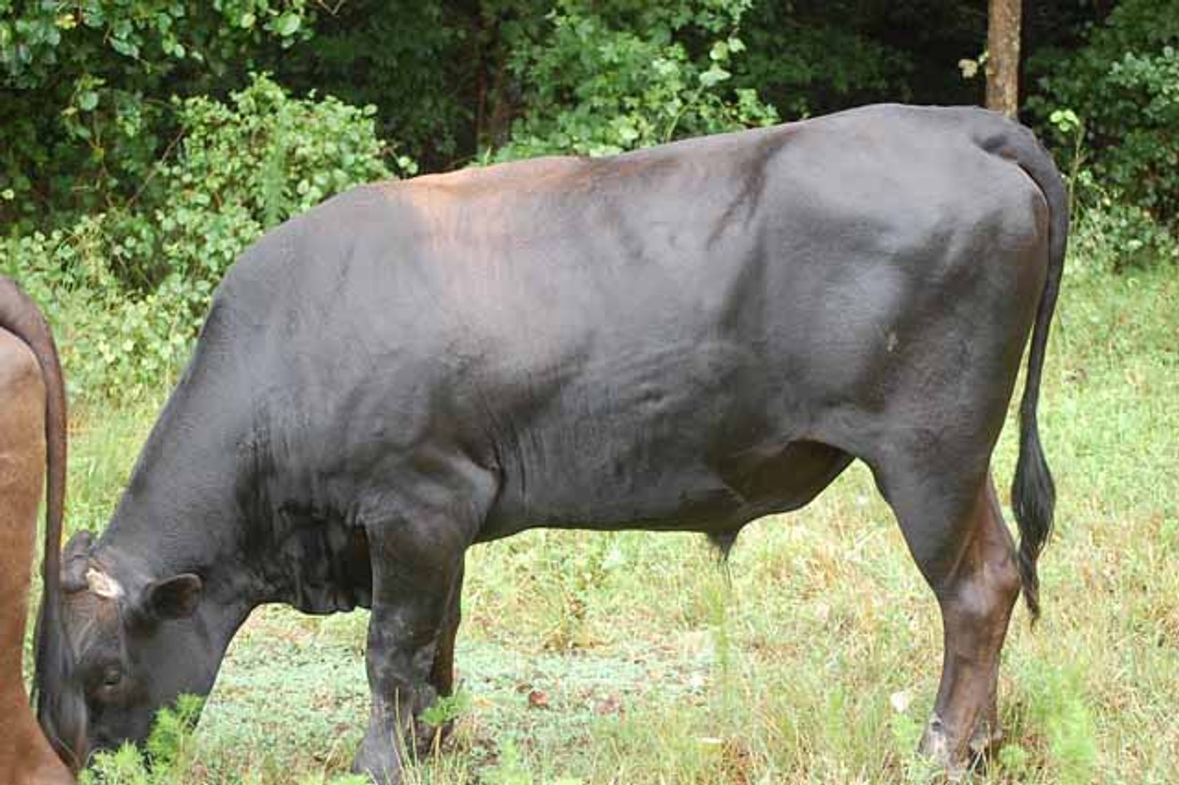 Image for Complete Commercial Cattle Herd Dispersal