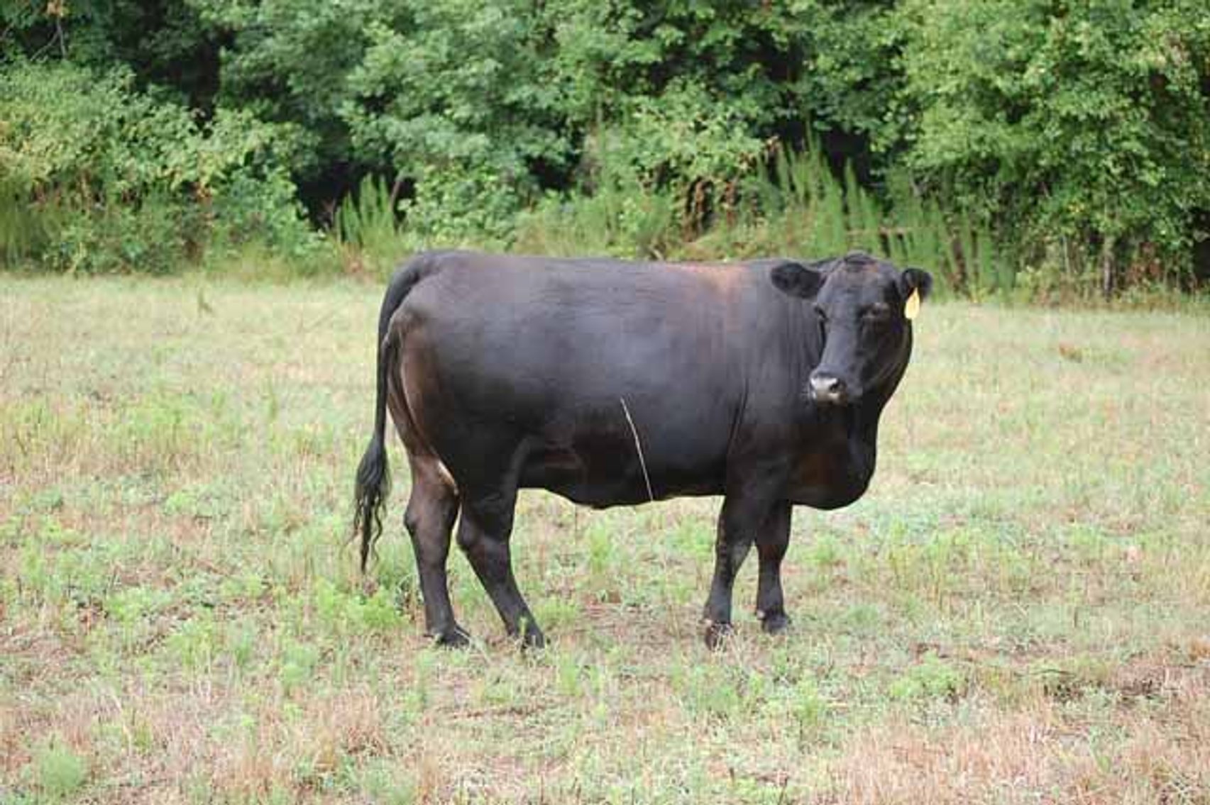 Image for Complete Commercial Cattle Herd Dispersal