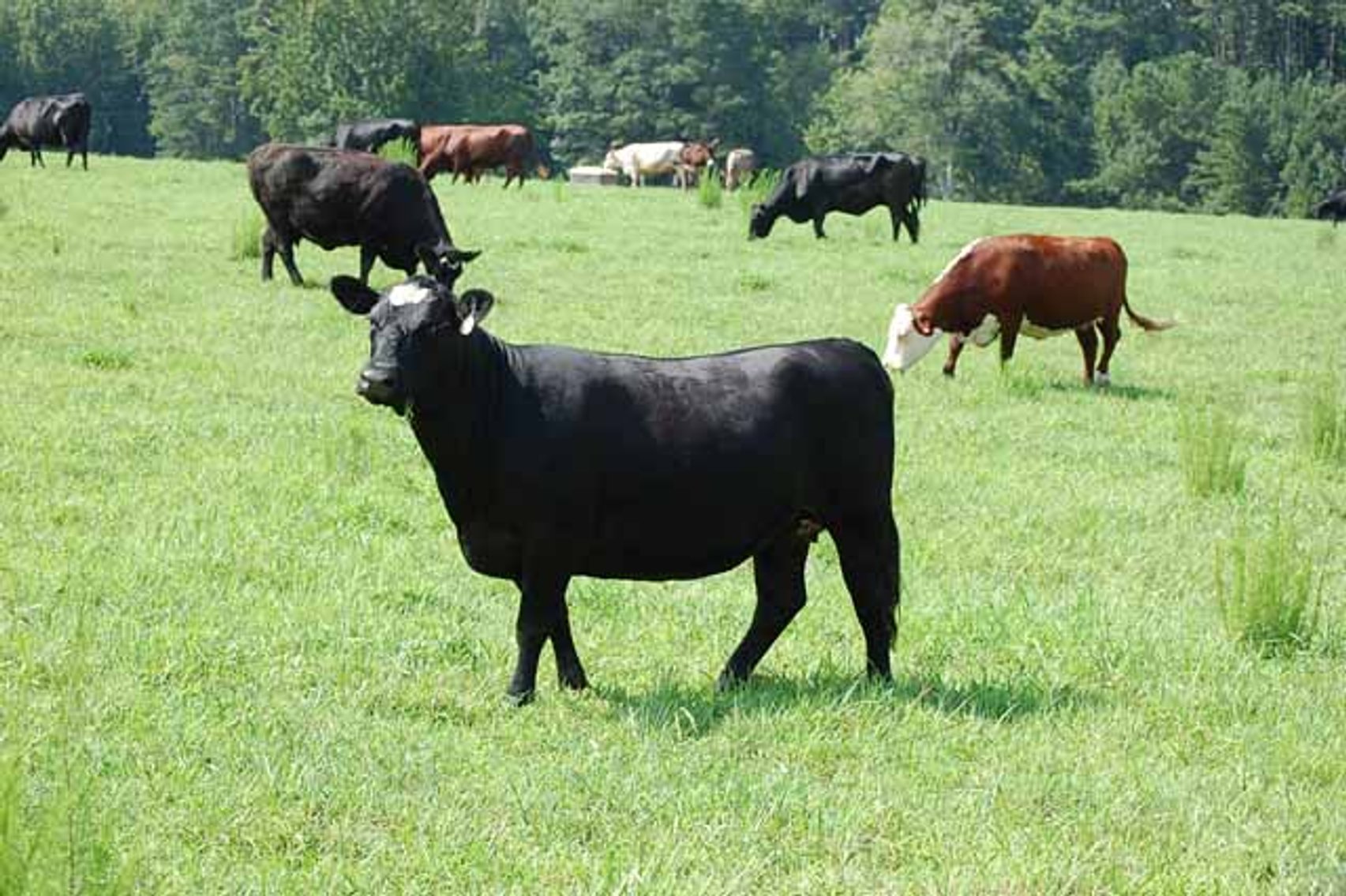 Image for Cattle Auction - October 12