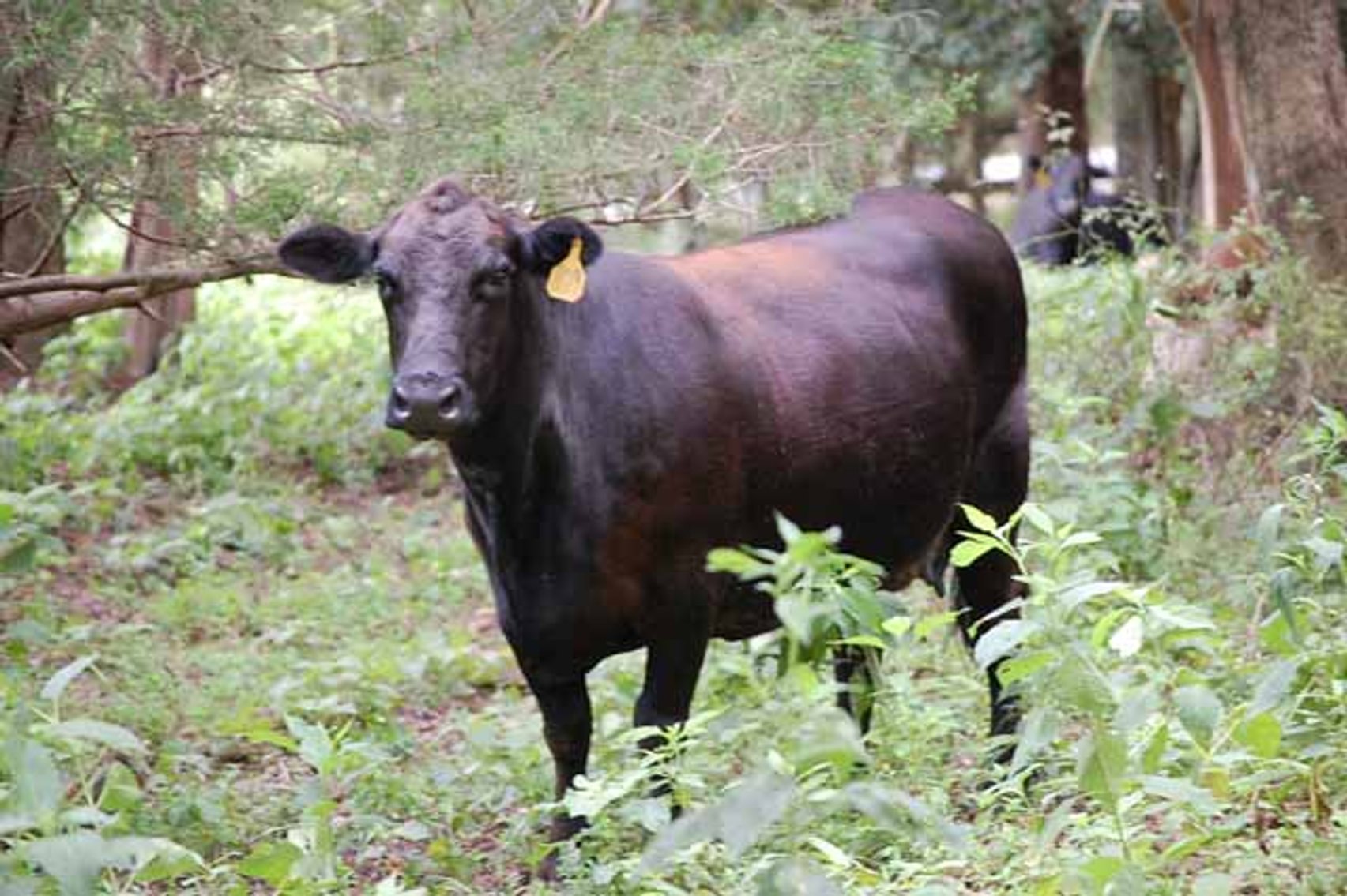 Image for Cattle Auction - October 12