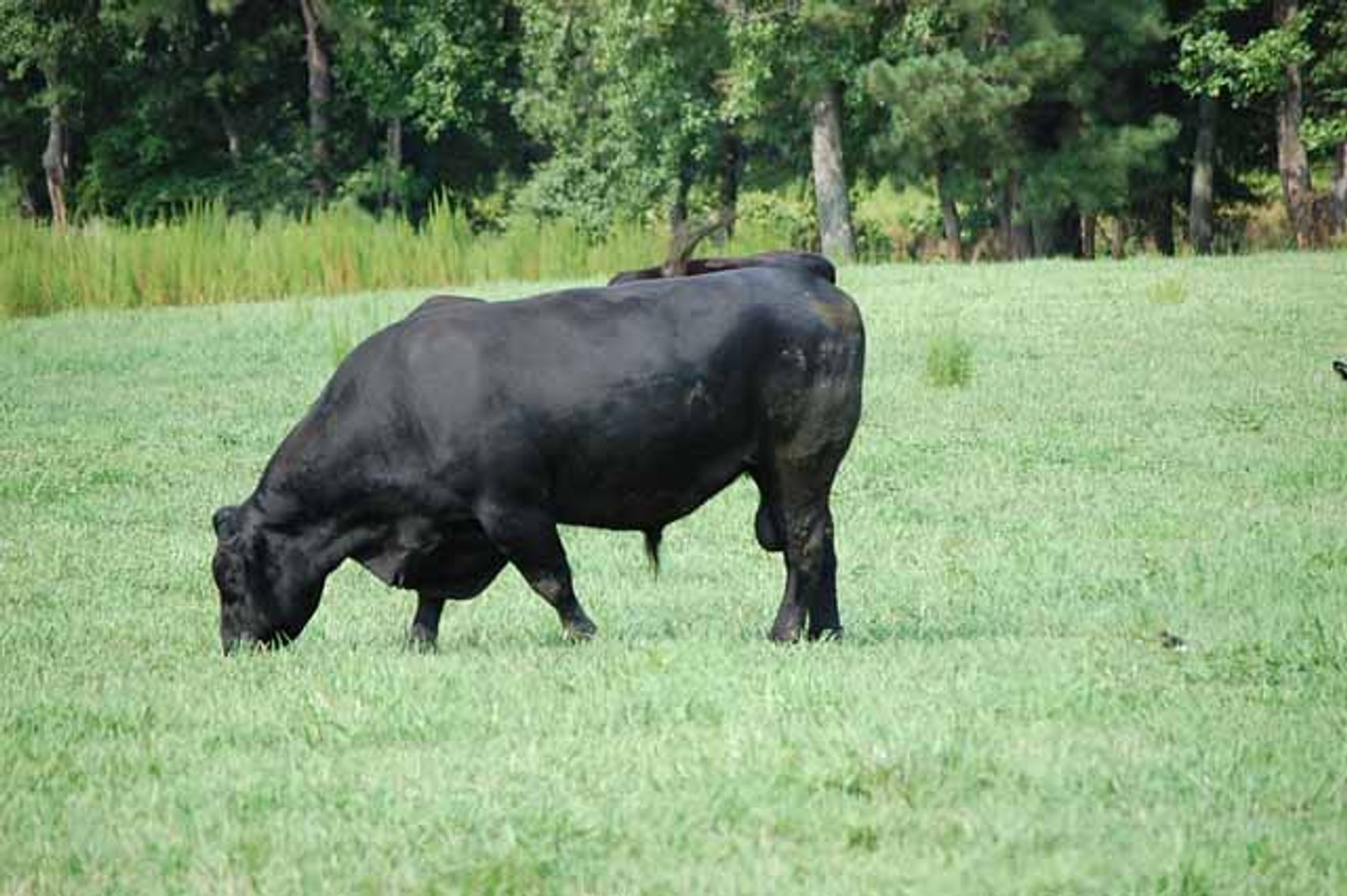 Image for Cattle Auction - October 12