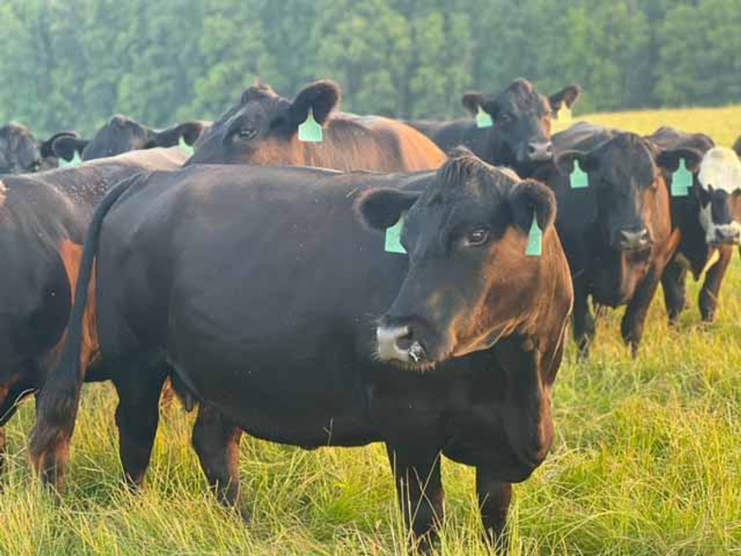 Image for Cattle Auction - October 12