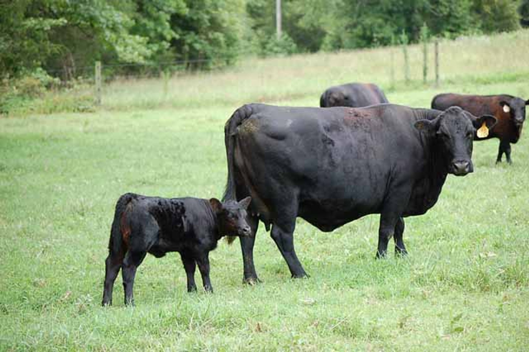 Image for Cattle Auction - October 12