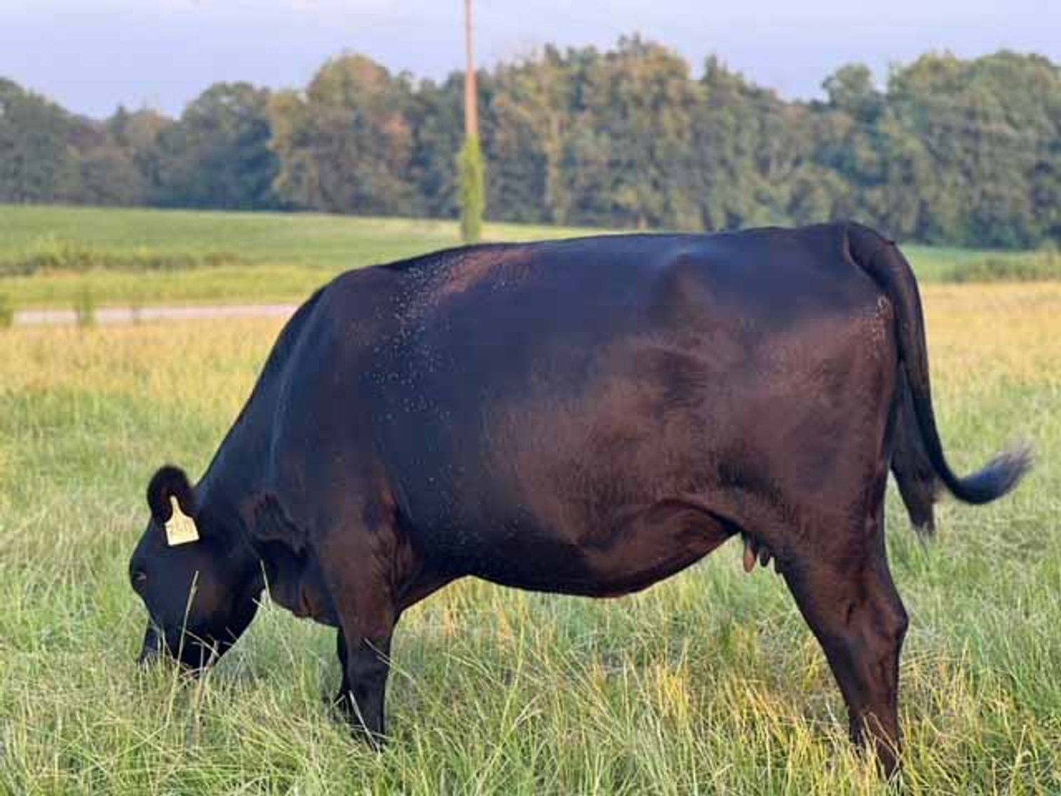 Image for Cattle Auction - October 12