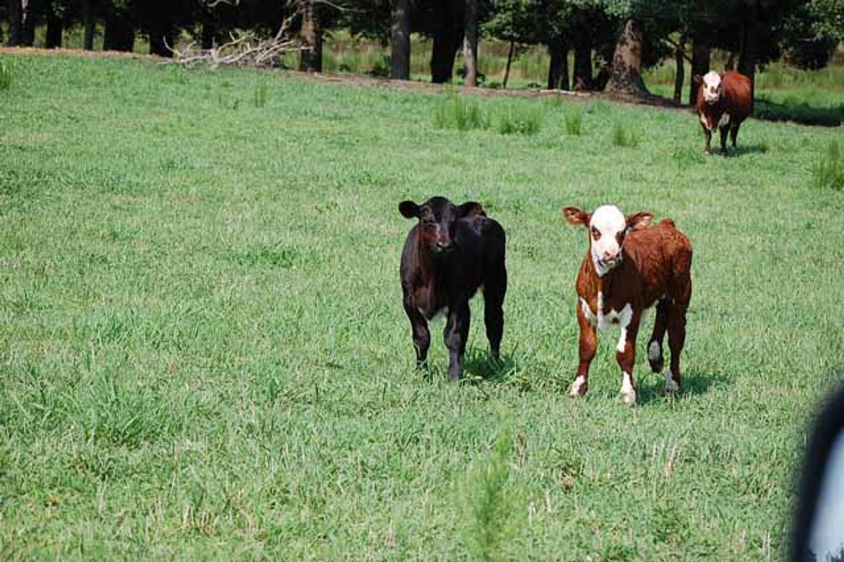Image for Cattle Auction - October 12